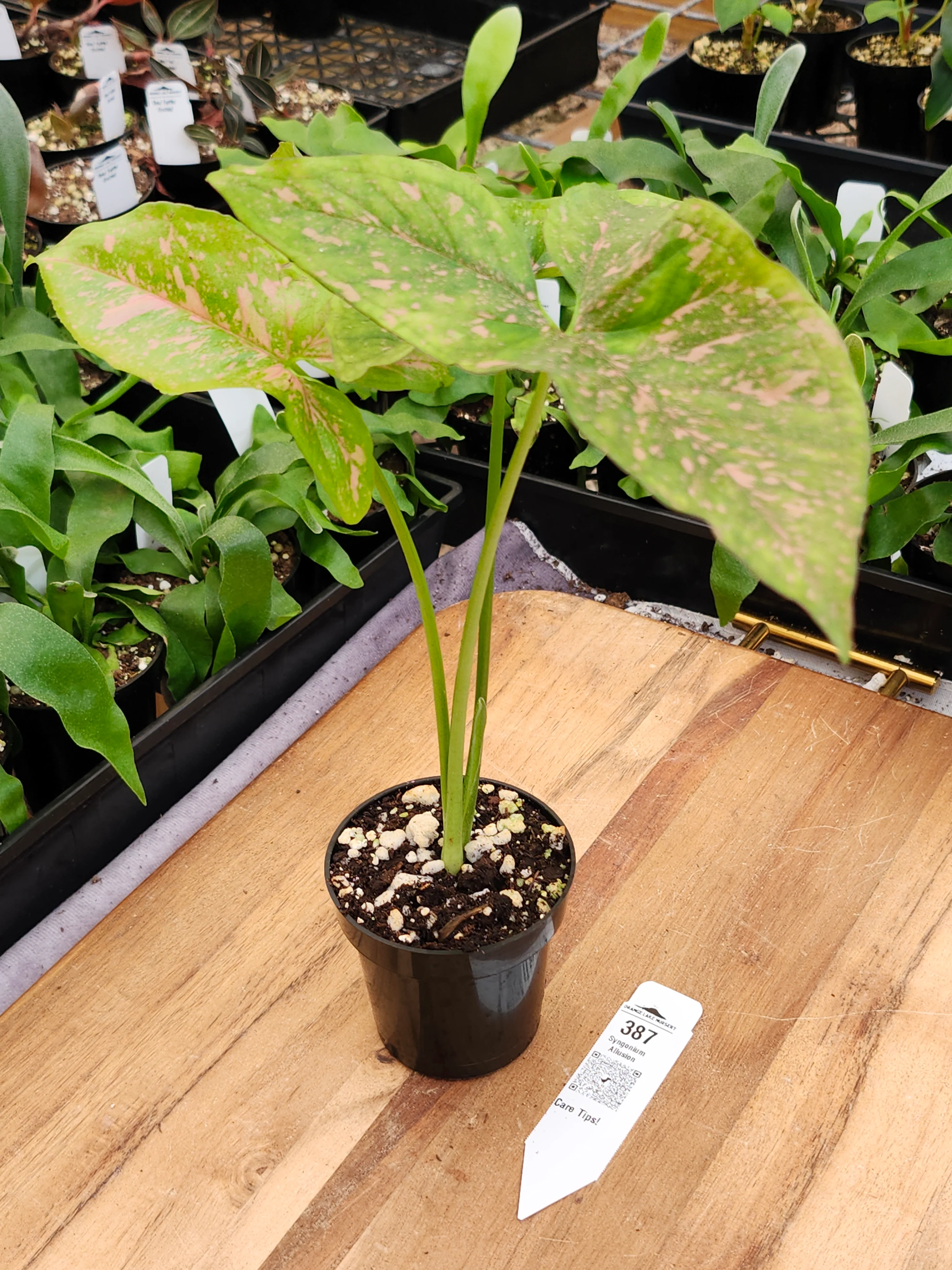 Syngonium Allusion (3in)-387 - Image 3