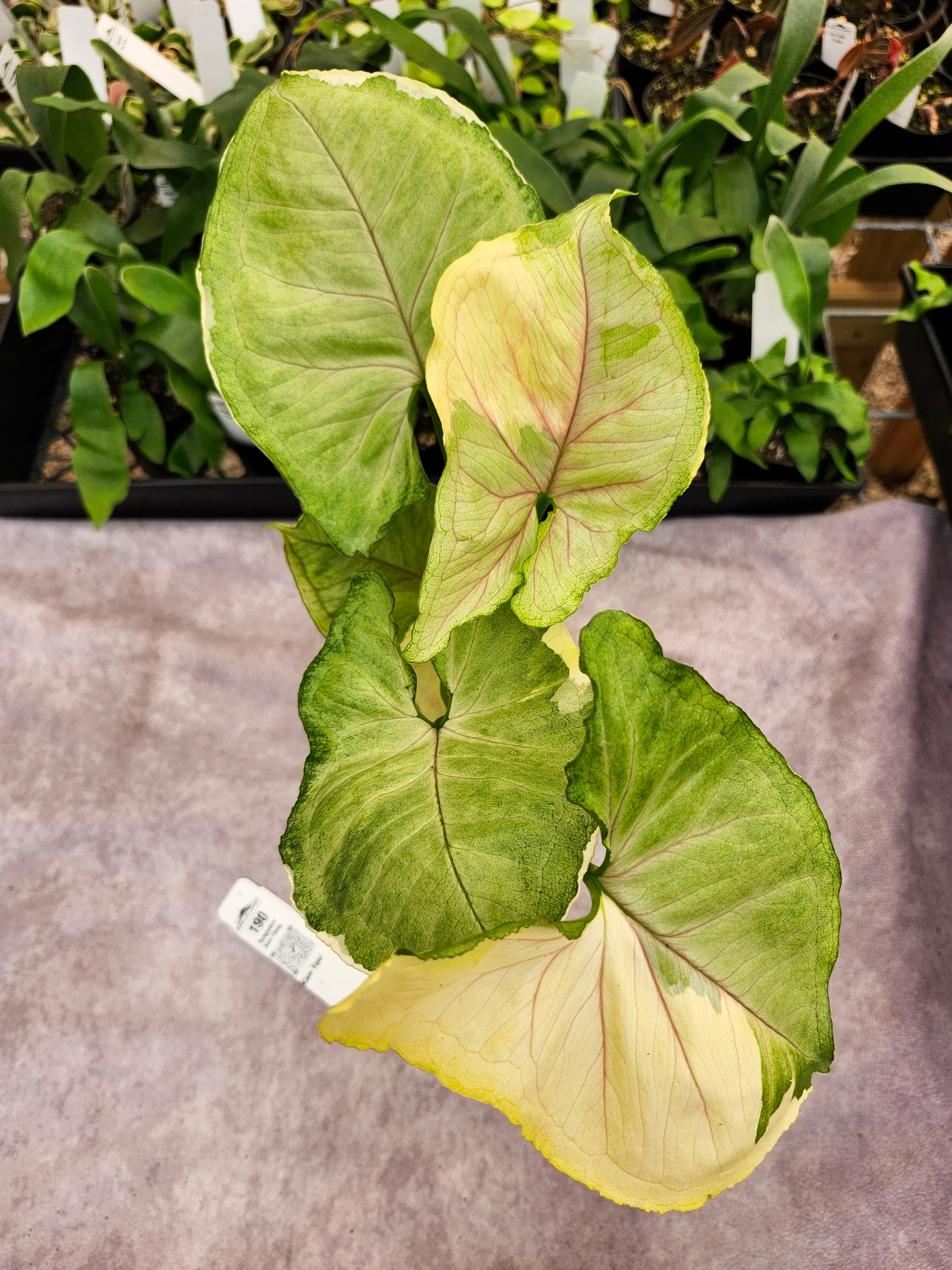 Syngonium Aom Thong (3in)-190