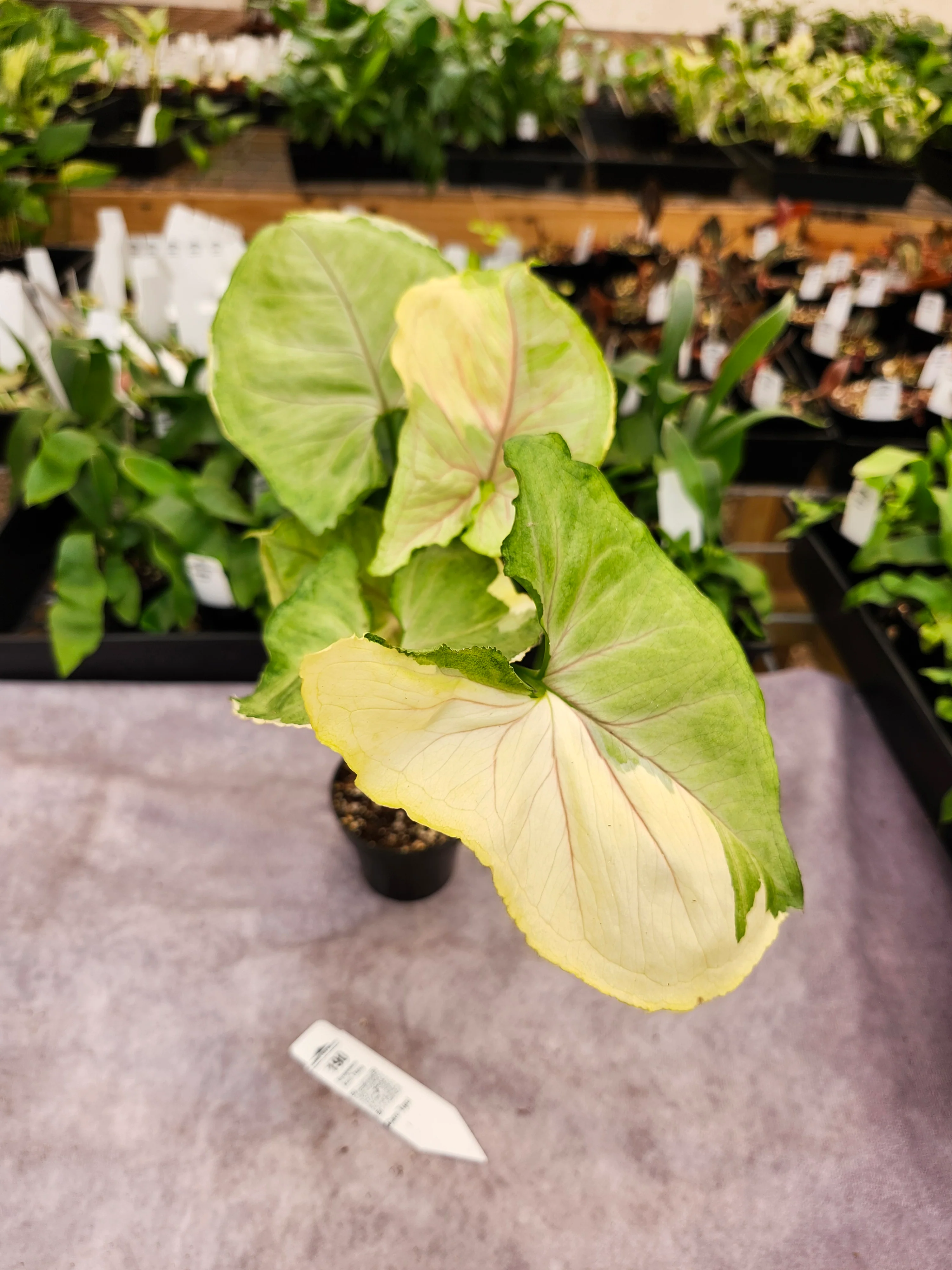 Syngonium Aom Thong (3in)-190 - Image 3