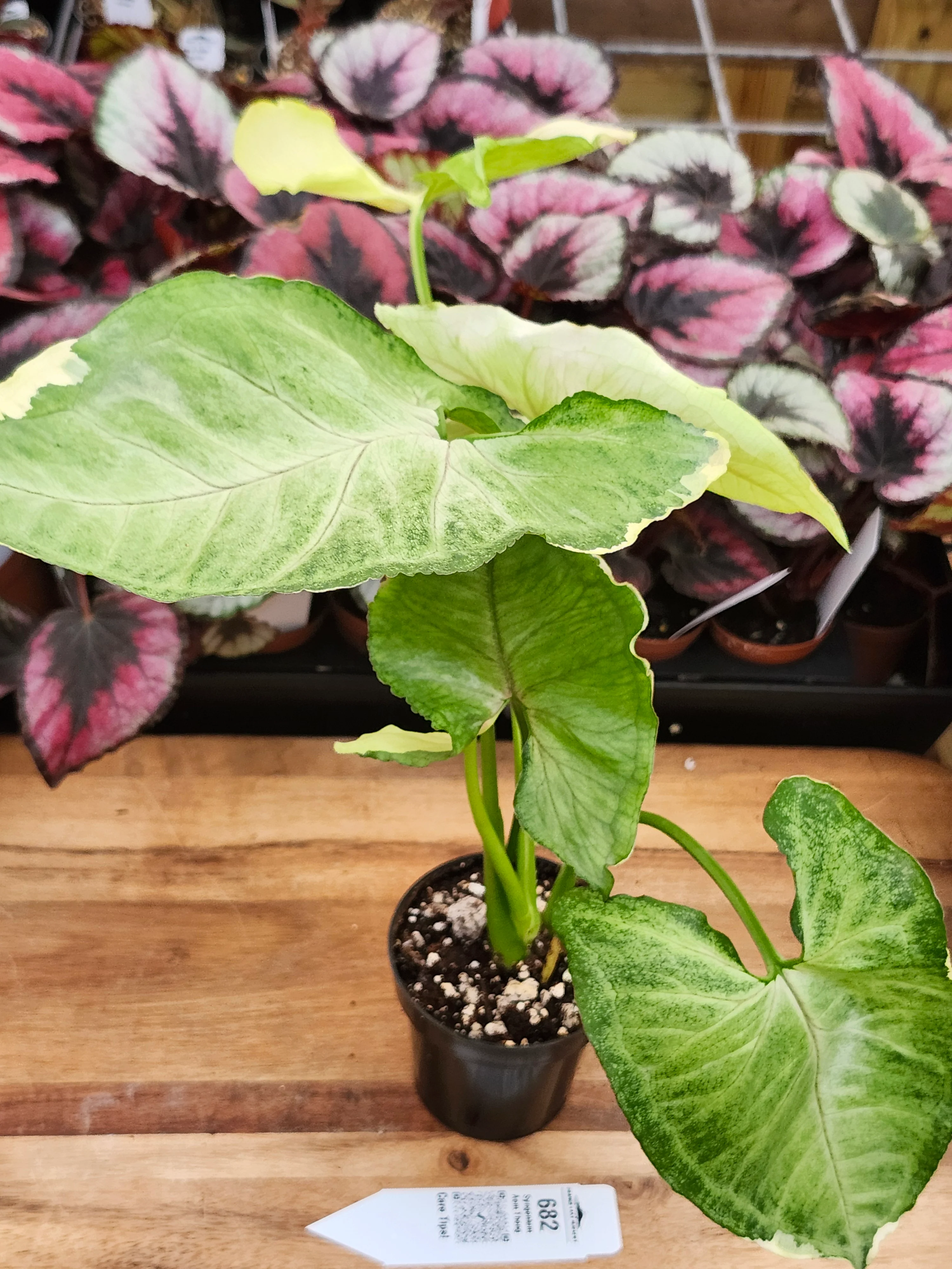 Syngonium Aom Thong (3in)-682 - Image 3