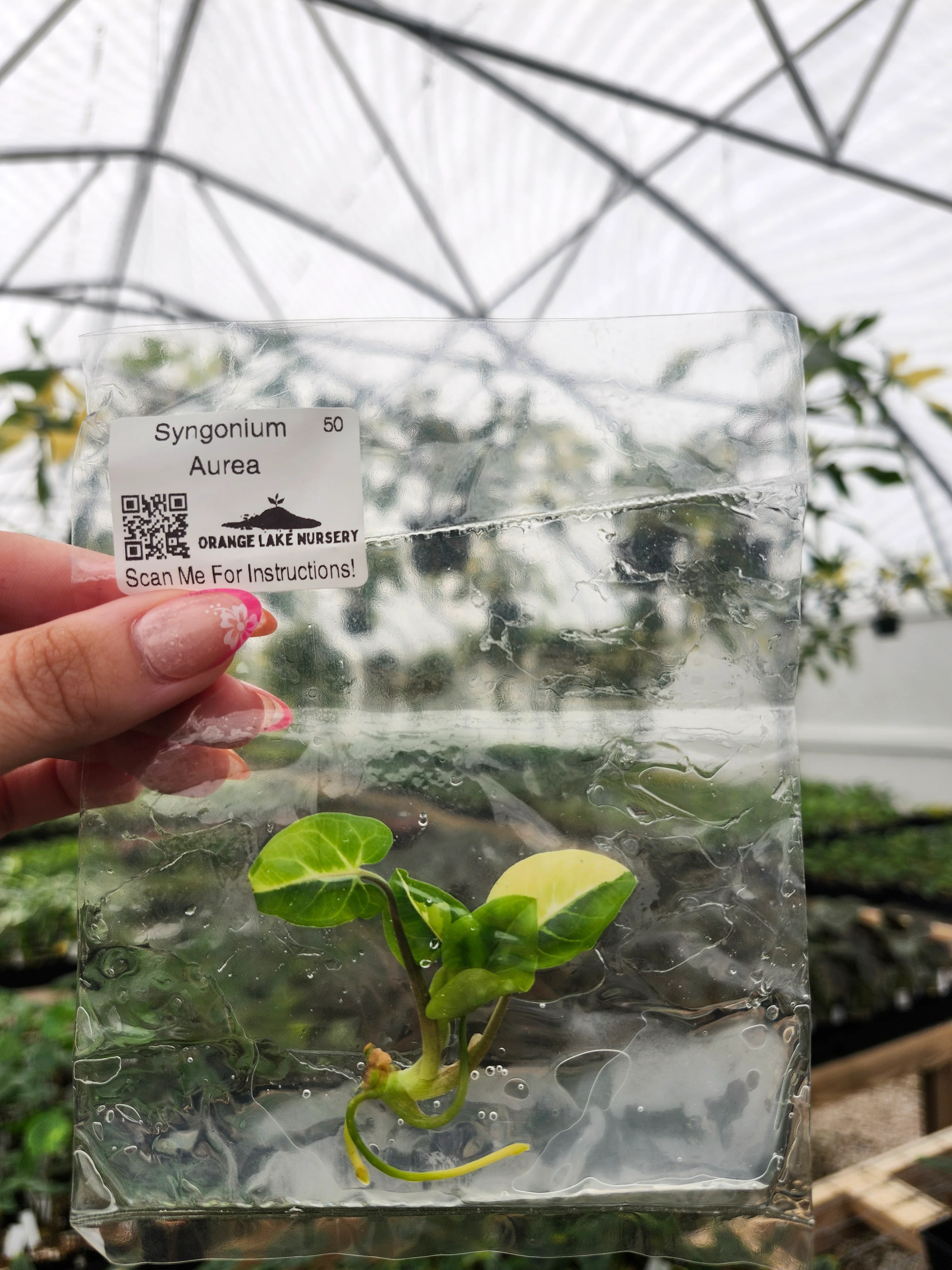 Syngonium Aurea Tissue Culture