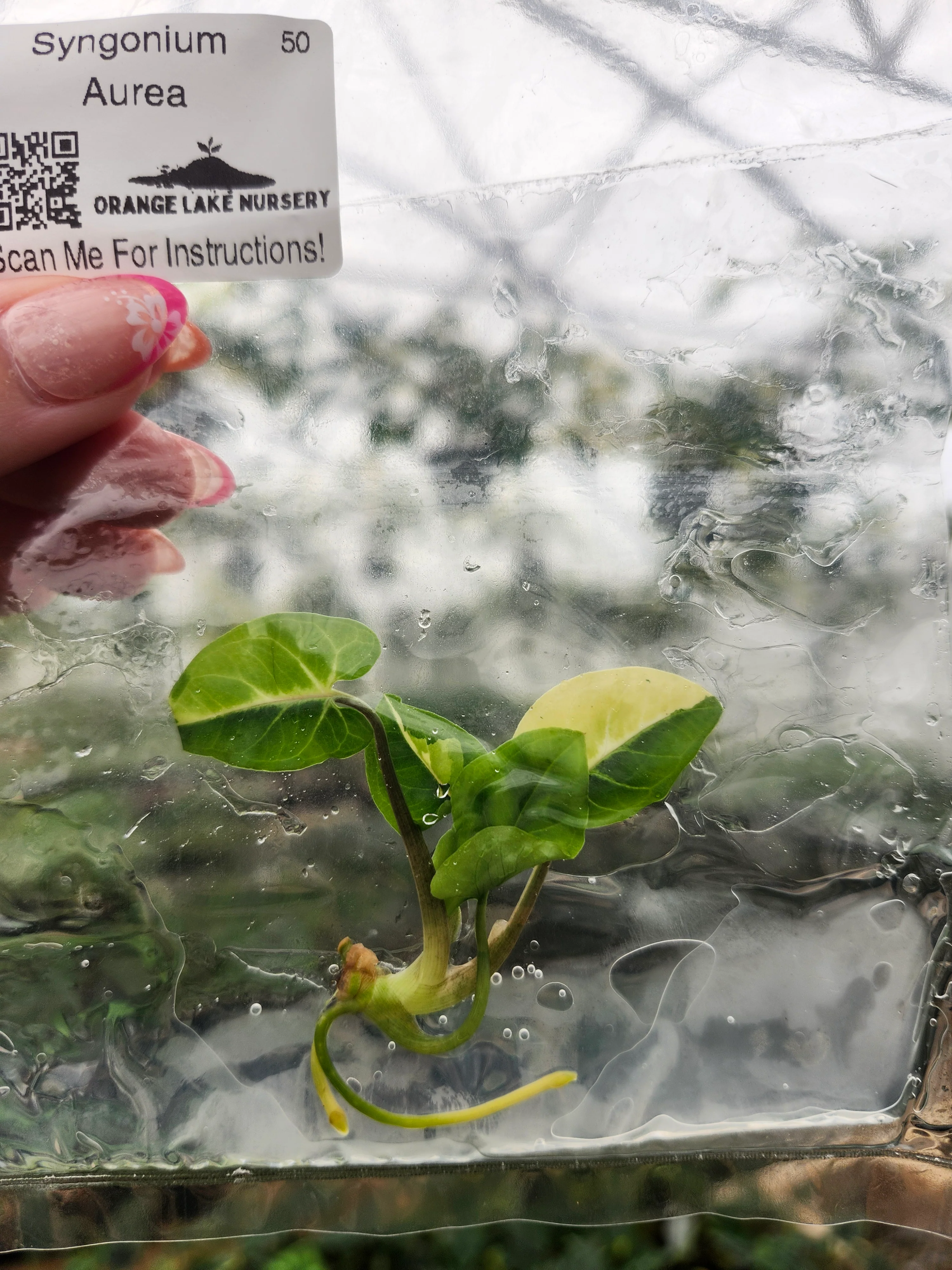 Syngonium Aurea Tissue Culture - Image 2