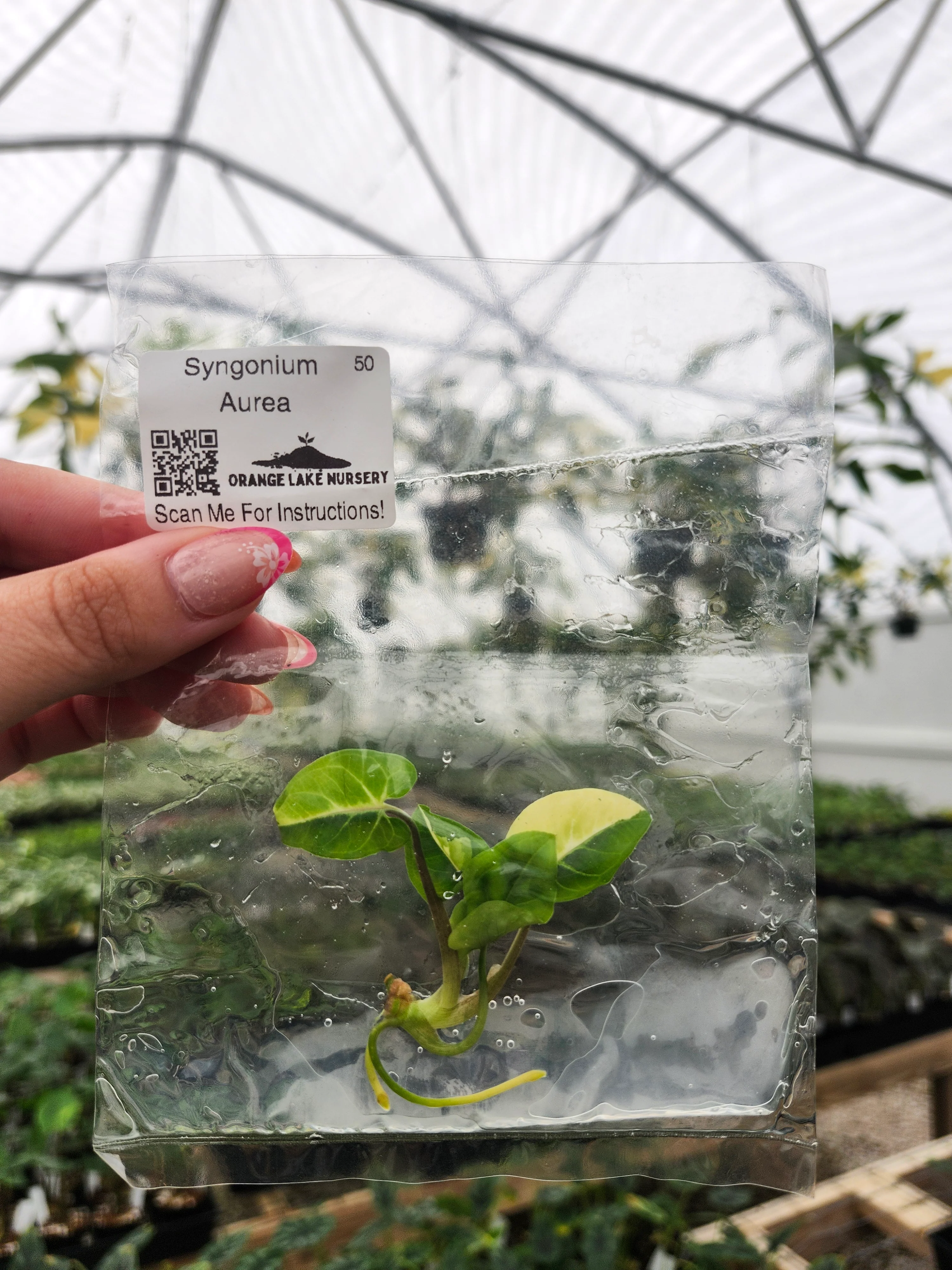 Syngonium Aurea Tissue Culture - Image 3