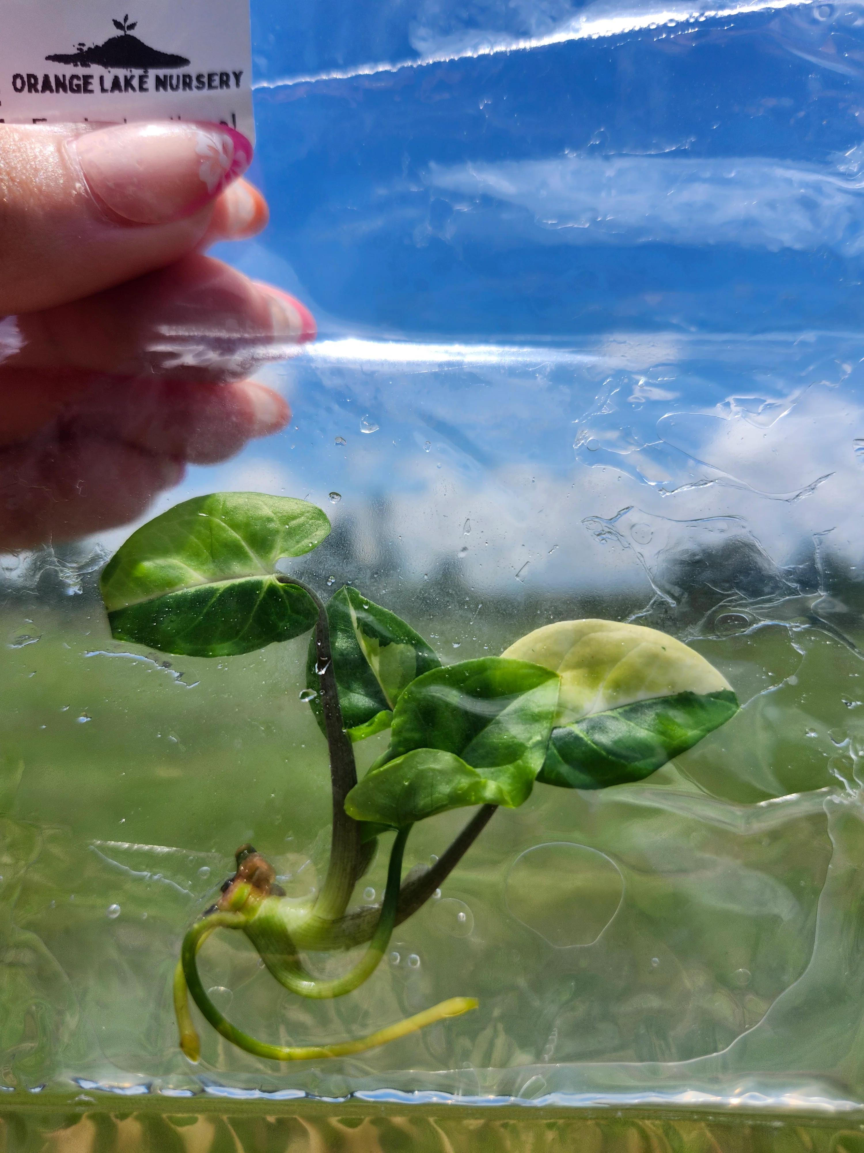 Syngonium Aurea Tissue Culture - Image 4