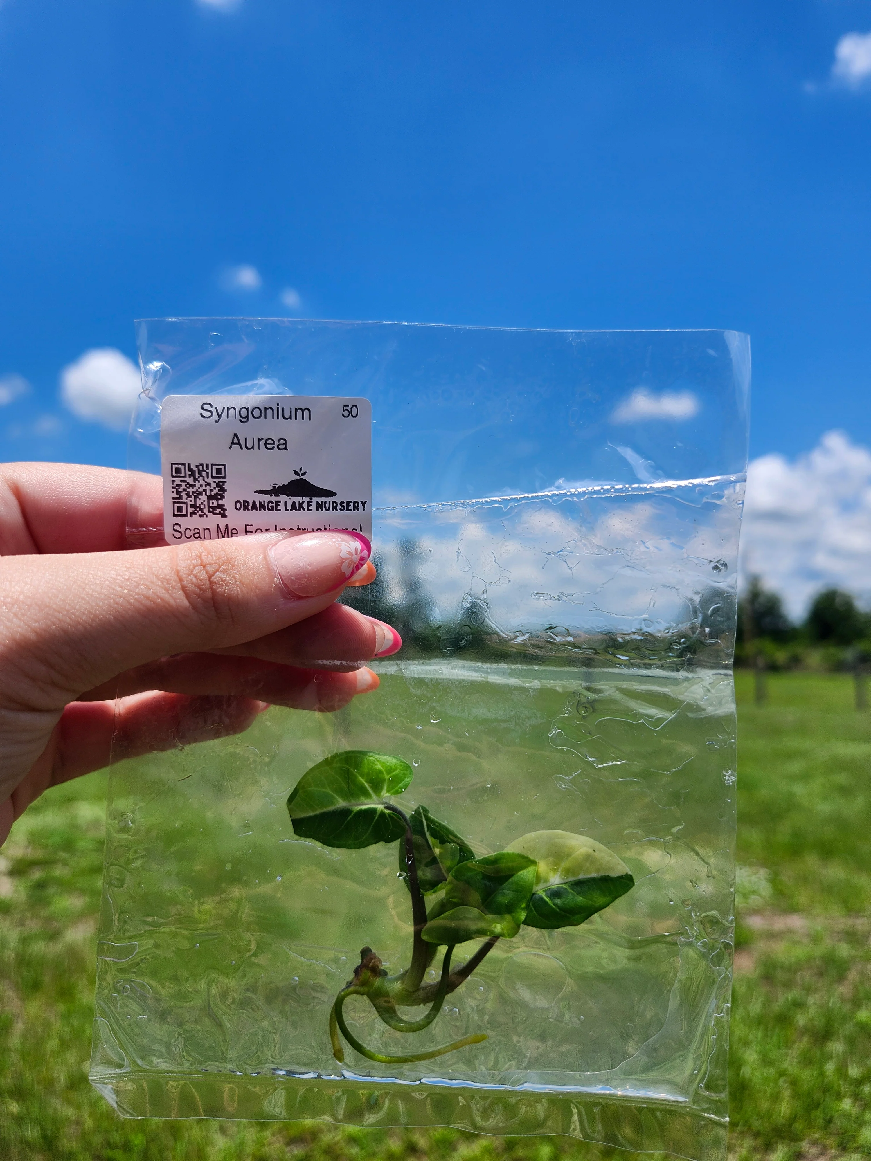 Syngonium Aurea Tissue Culture - Image 5