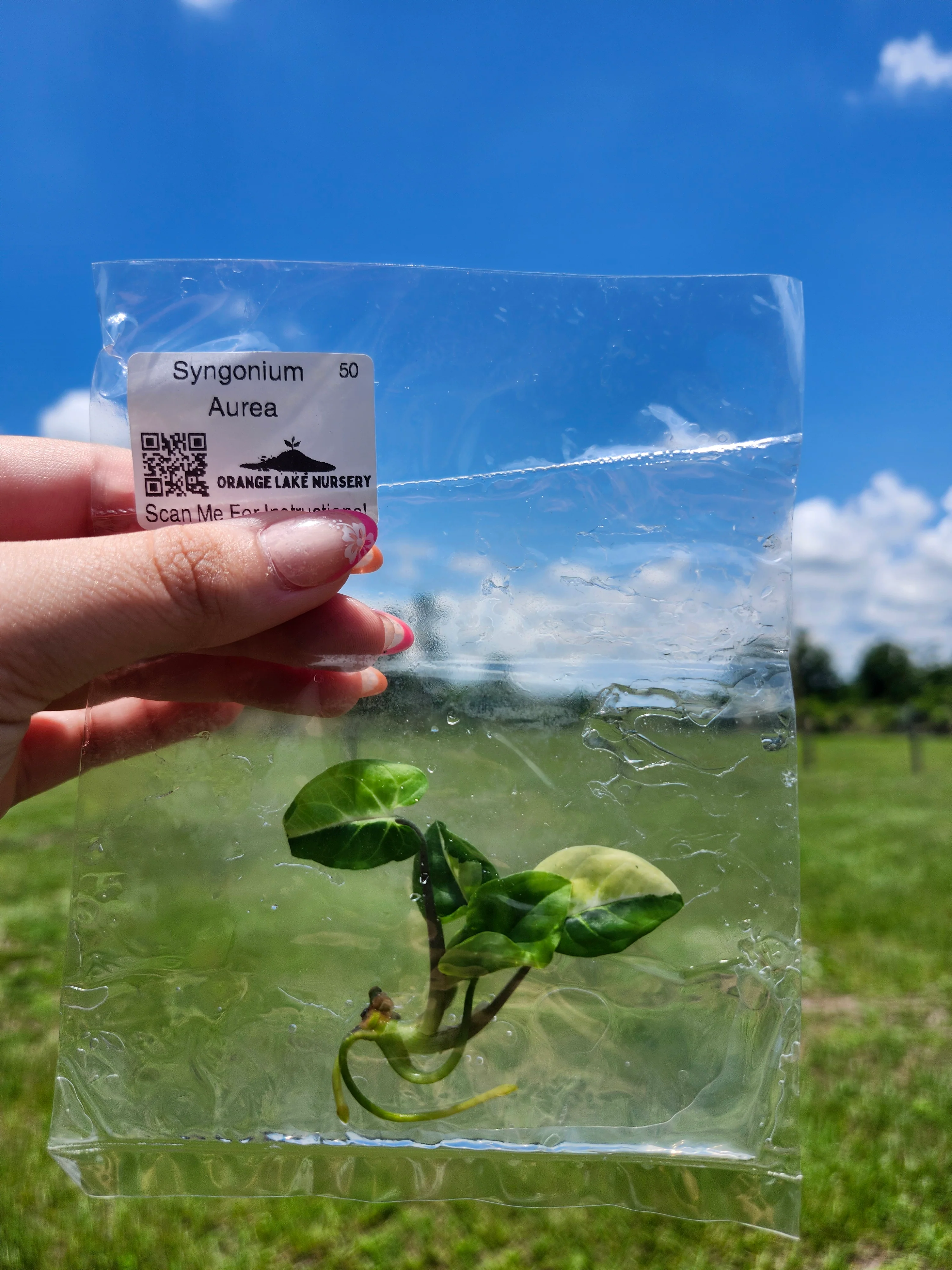 Syngonium Aurea Tissue Culture - Image 6