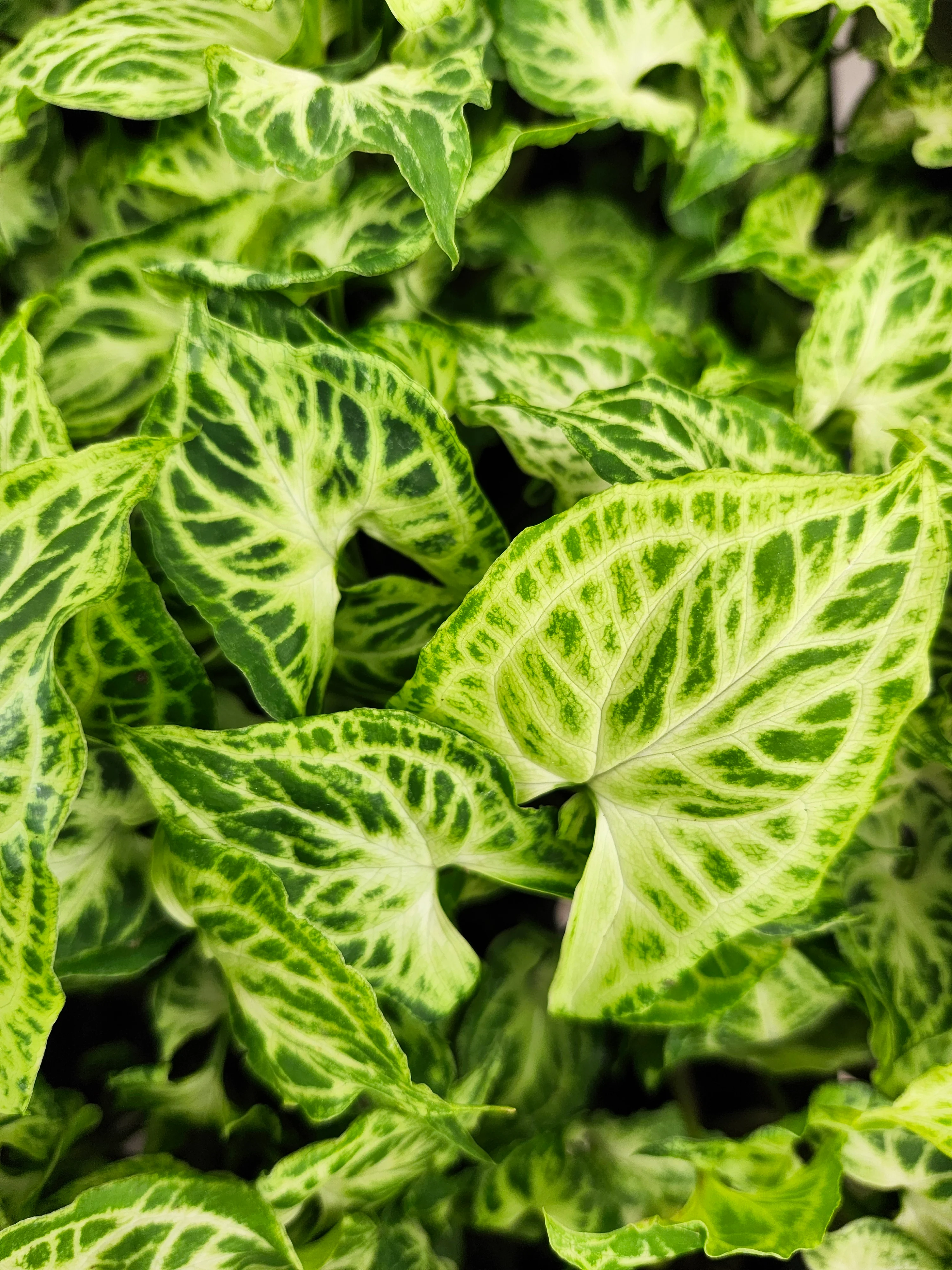 Syngonium Batik - Image 2