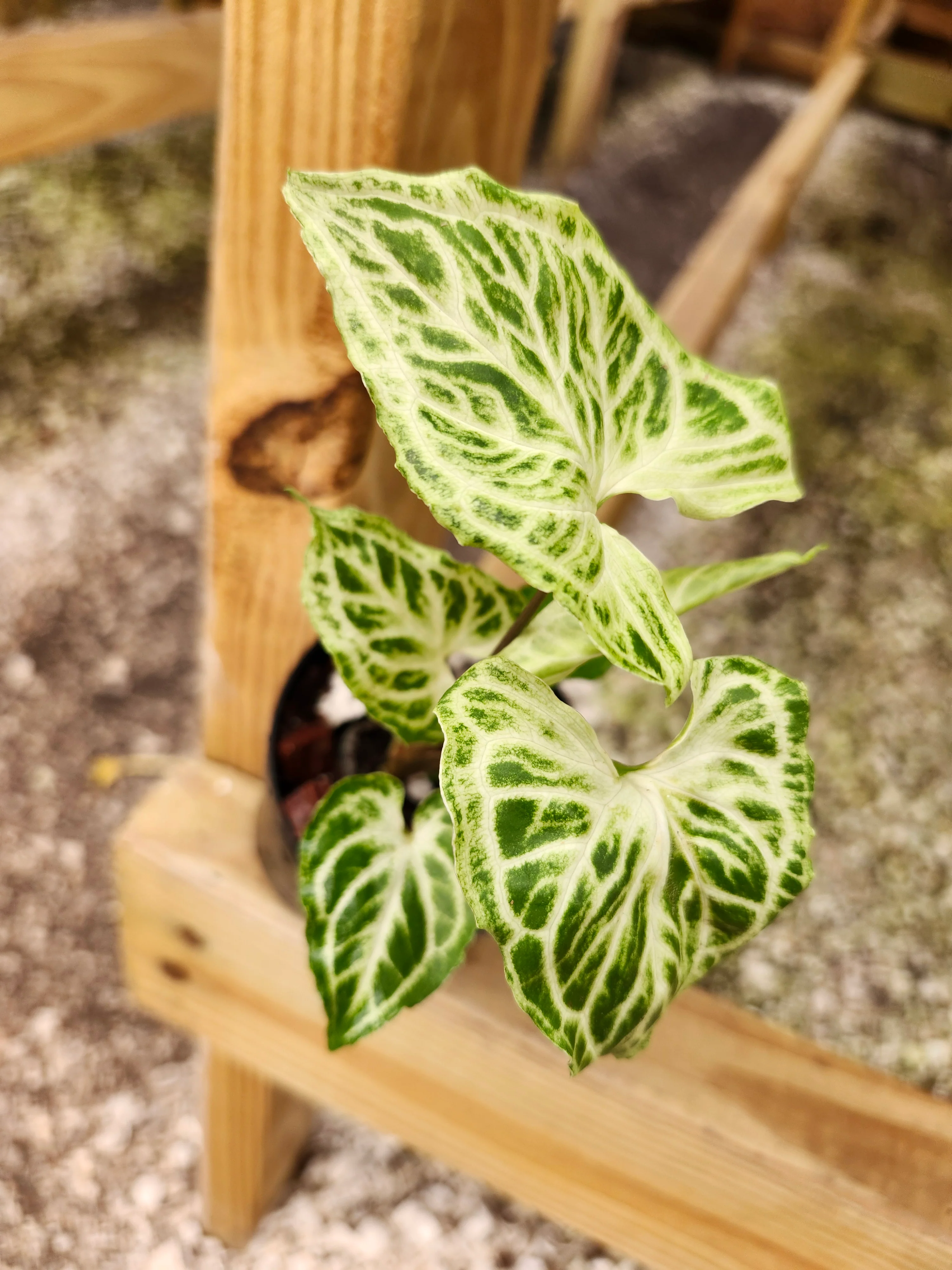 Syngonium Batik - Image 3