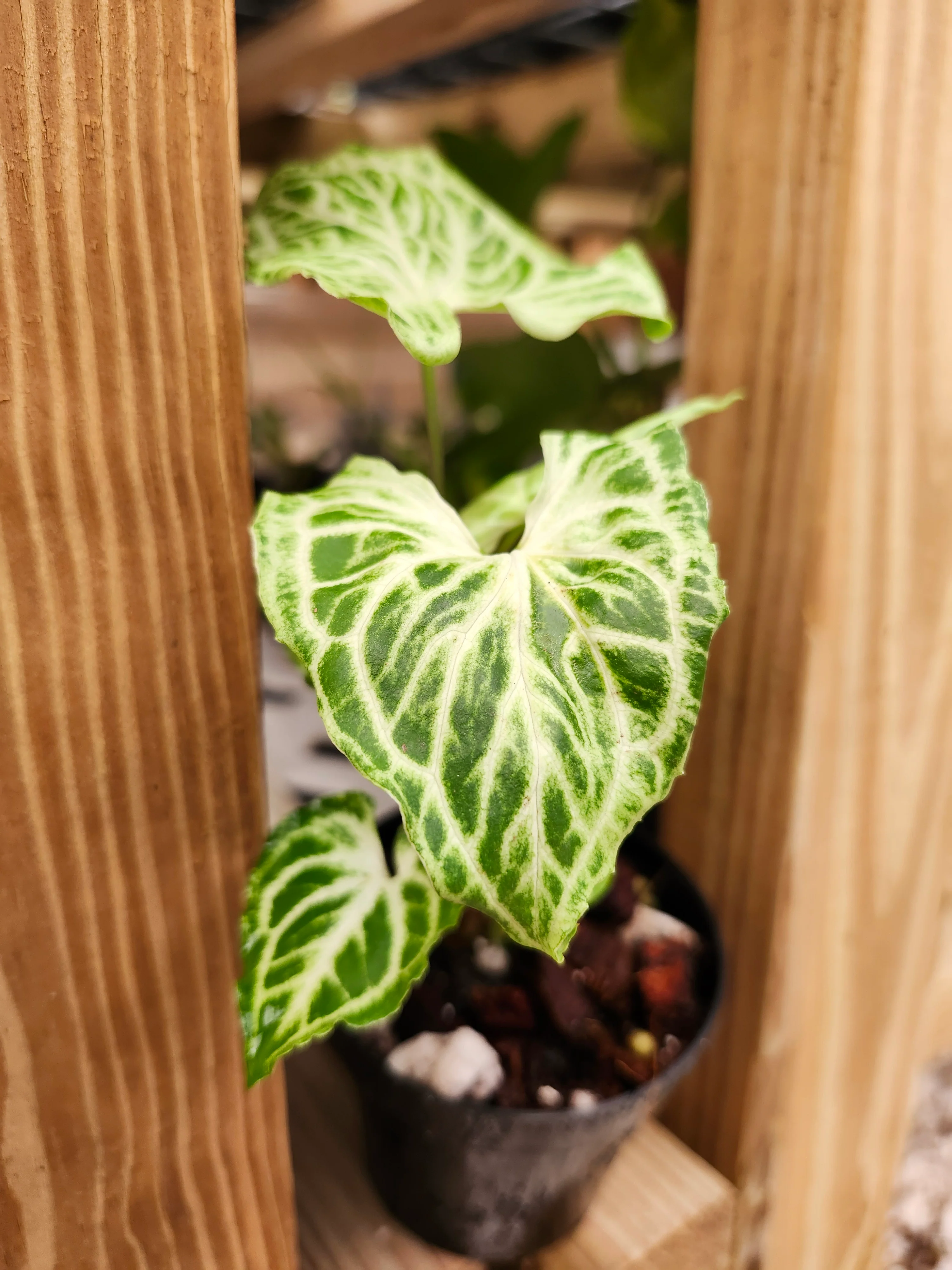 Syngonium Batik - Image 4