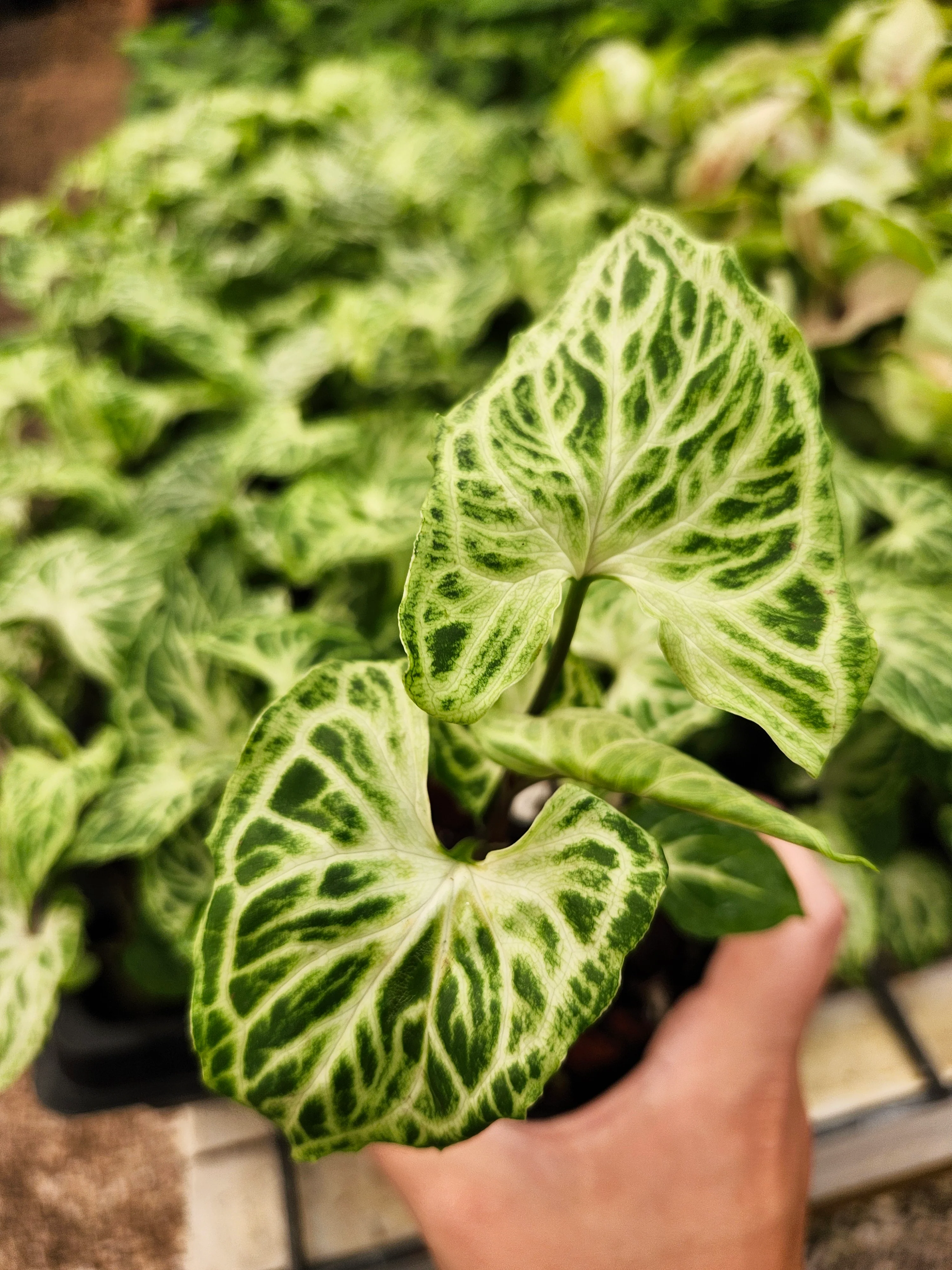Syngonium Batik - Image 5
