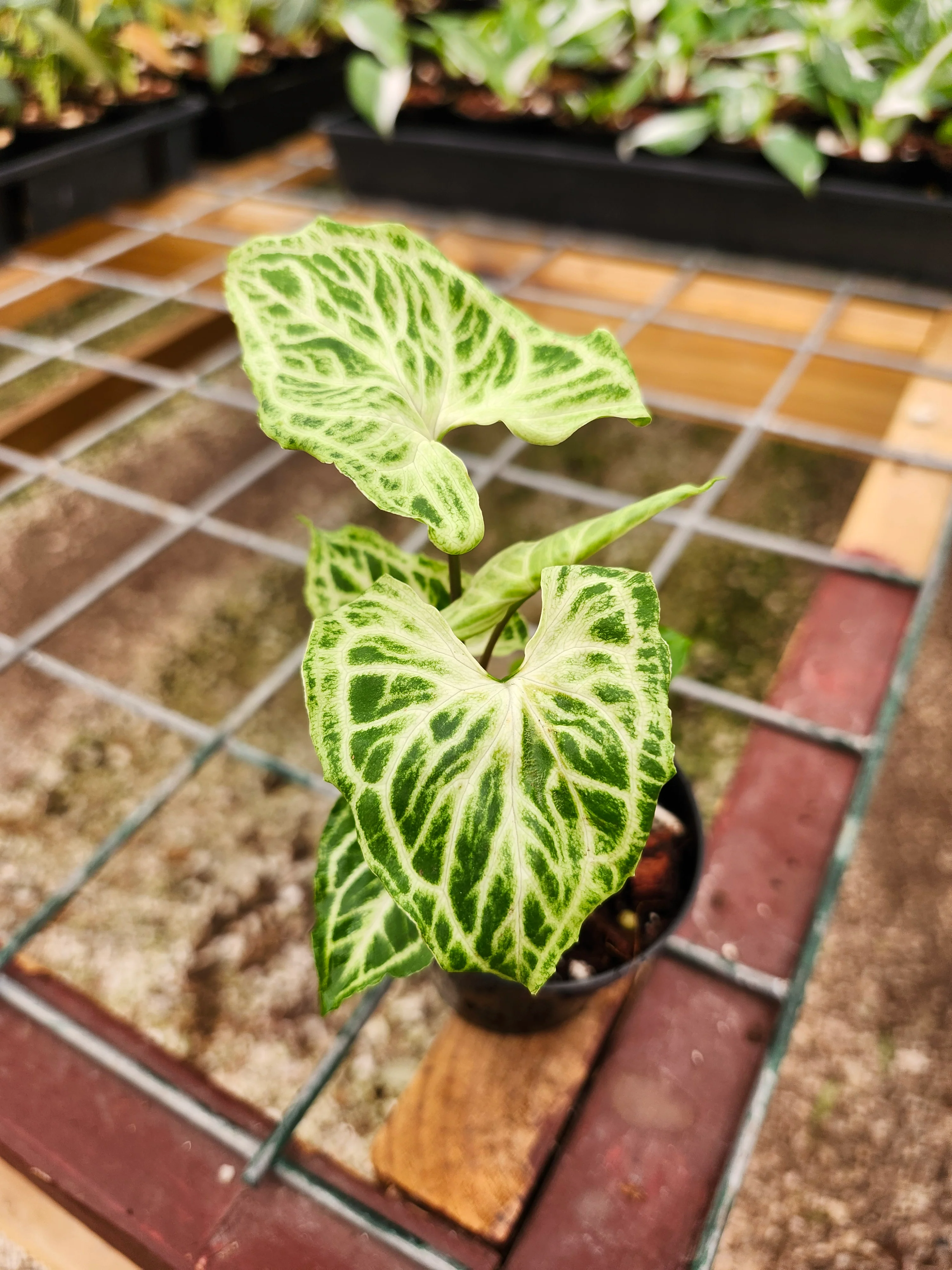 Syngonium Batik - Image 7