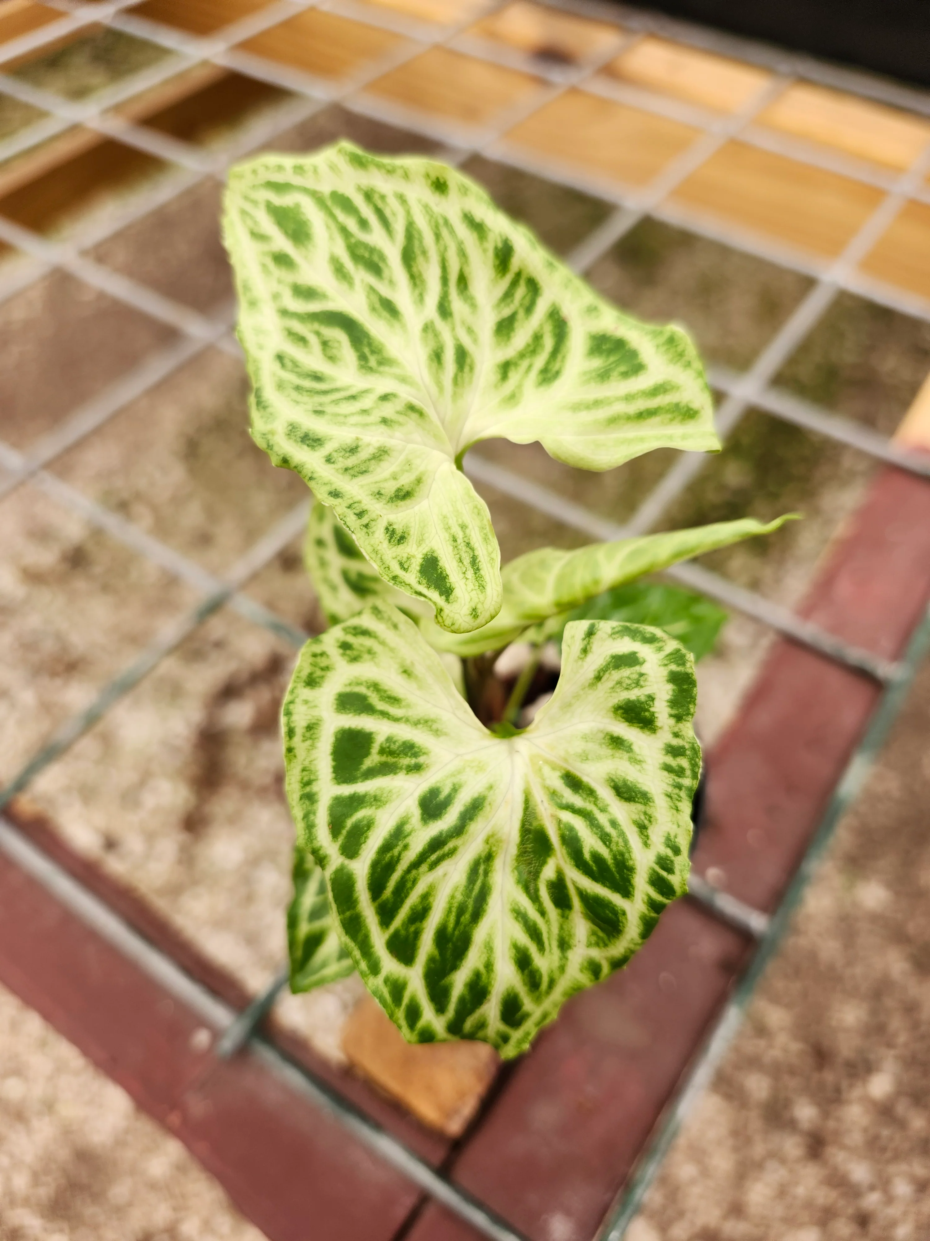 Syngonium Batik - Image 9