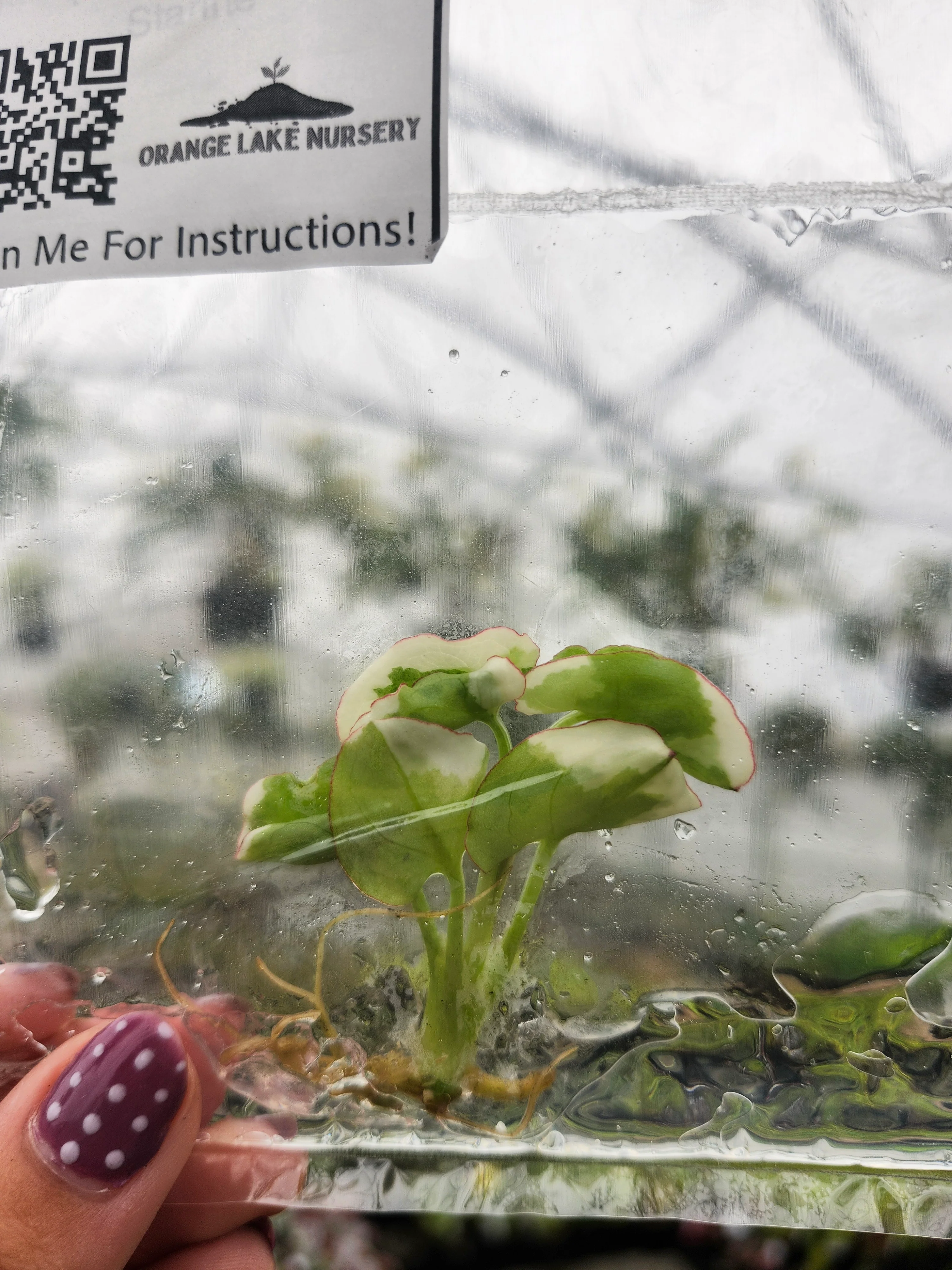 Syngonium Golden Allusion Albo Tissue Culture - Image 2