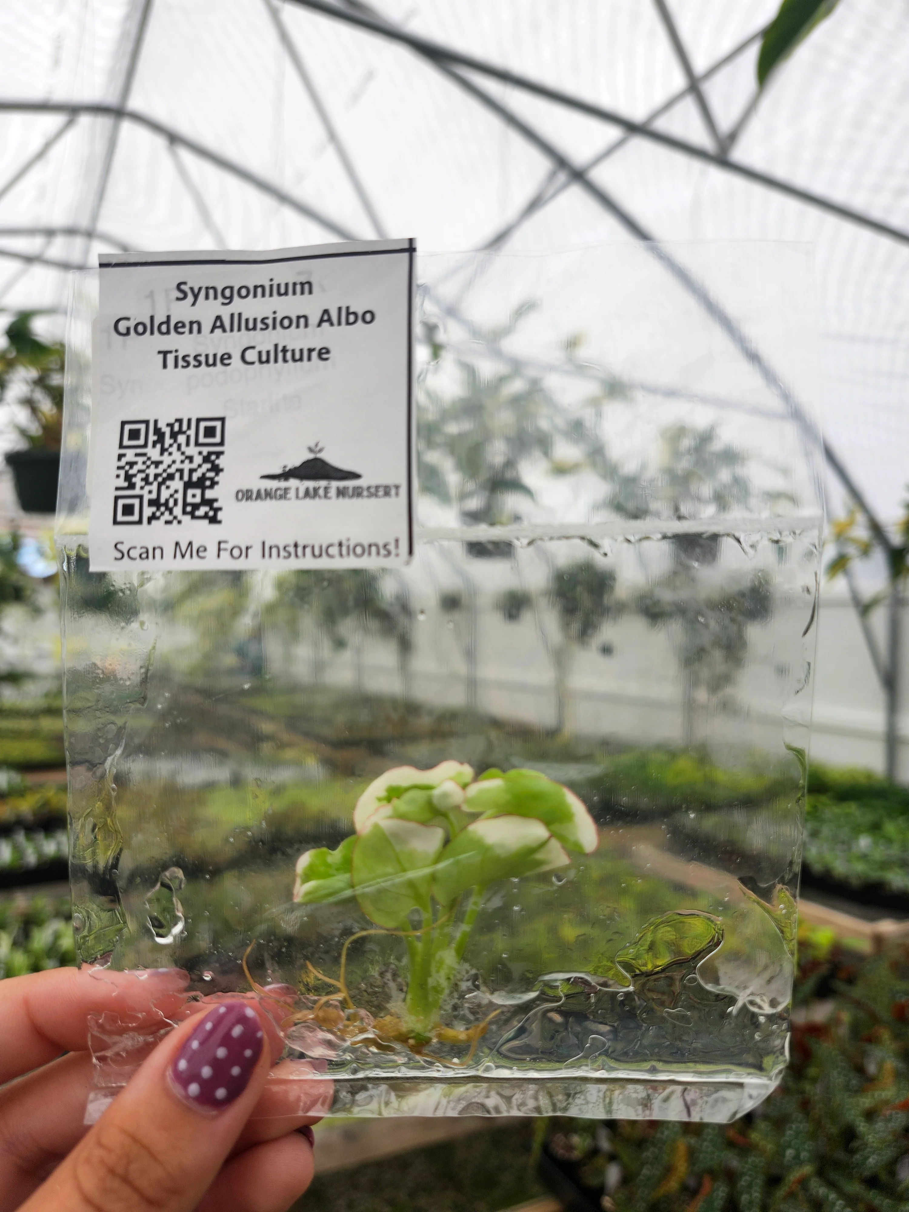 Syngonium Golden Allusion Albo Tissue Culture - Image 3