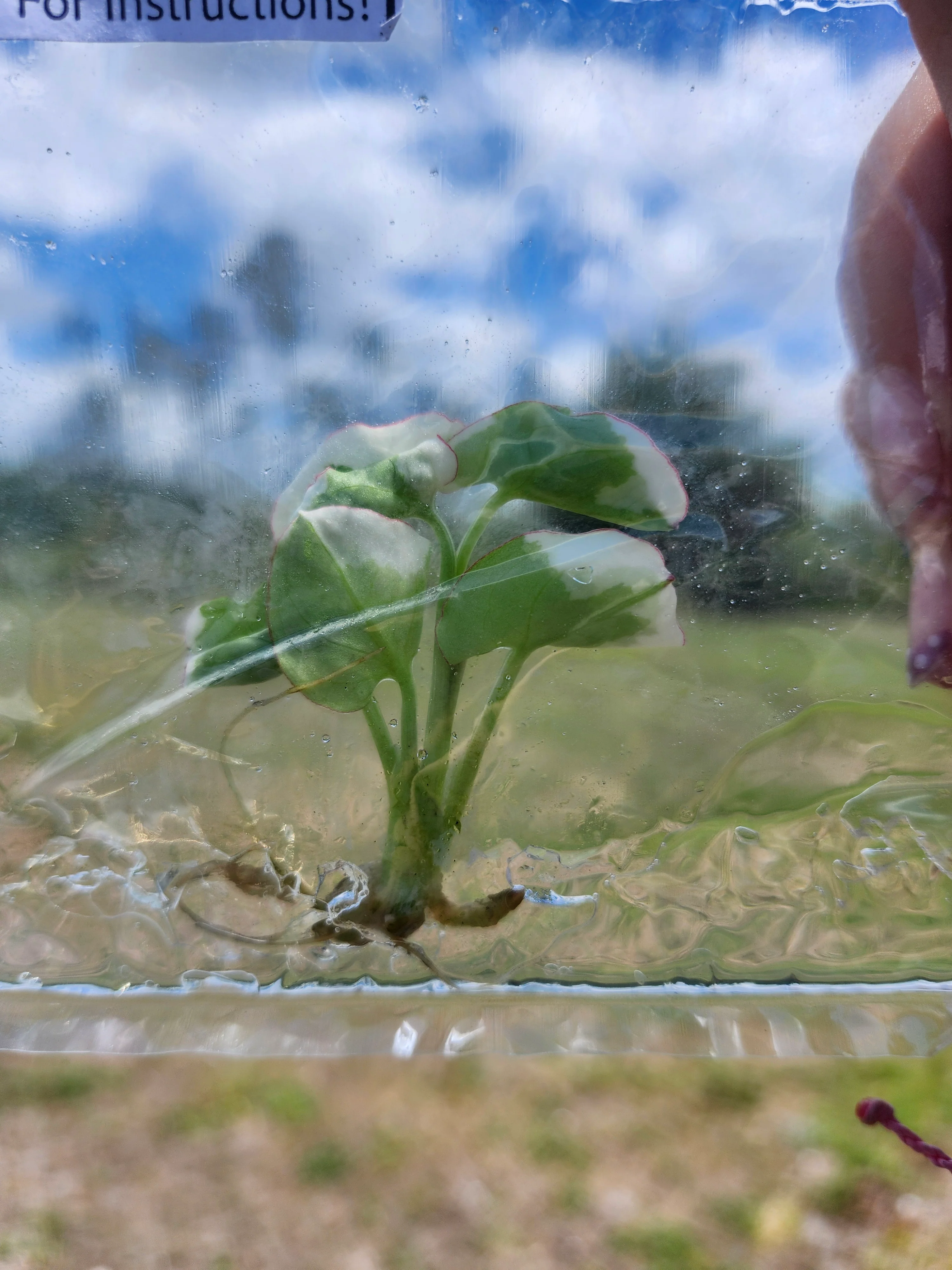 Syngonium Golden Allusion Albo Tissue Culture - Image 4