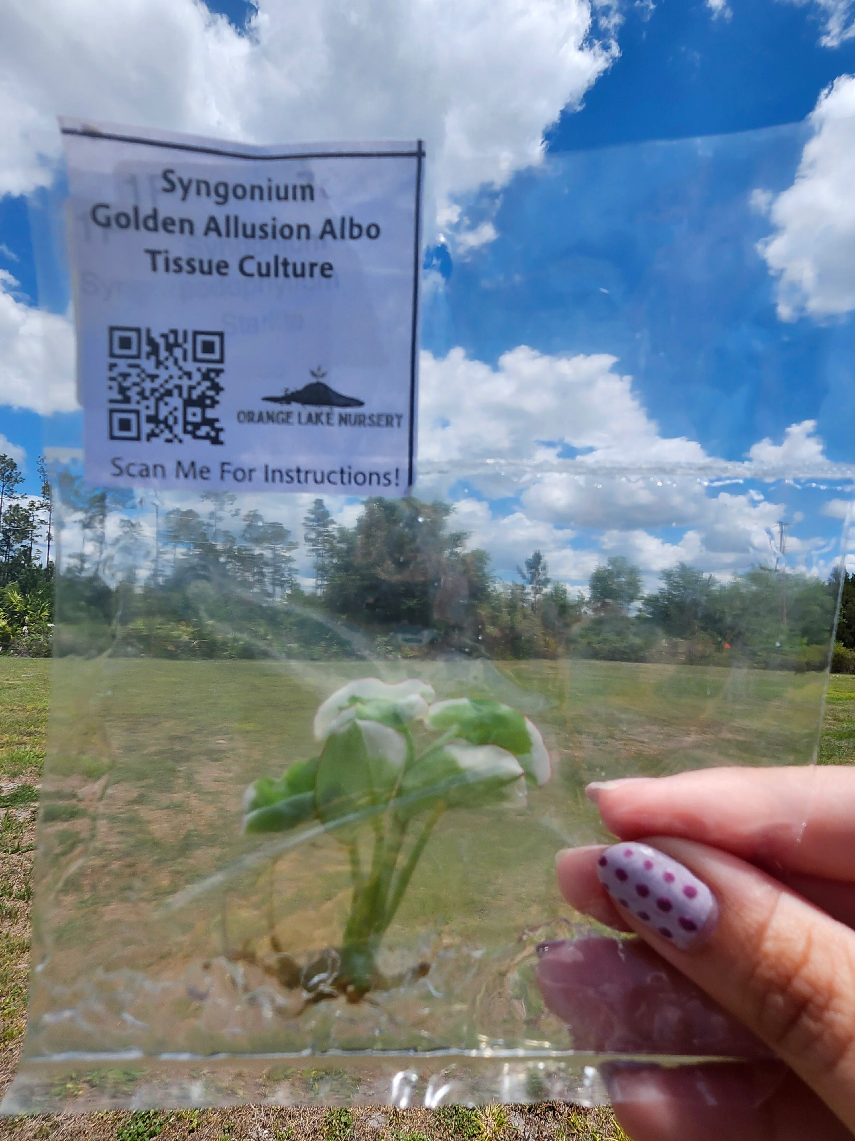 Syngonium Golden Allusion Albo Tissue Culture - Image 6
