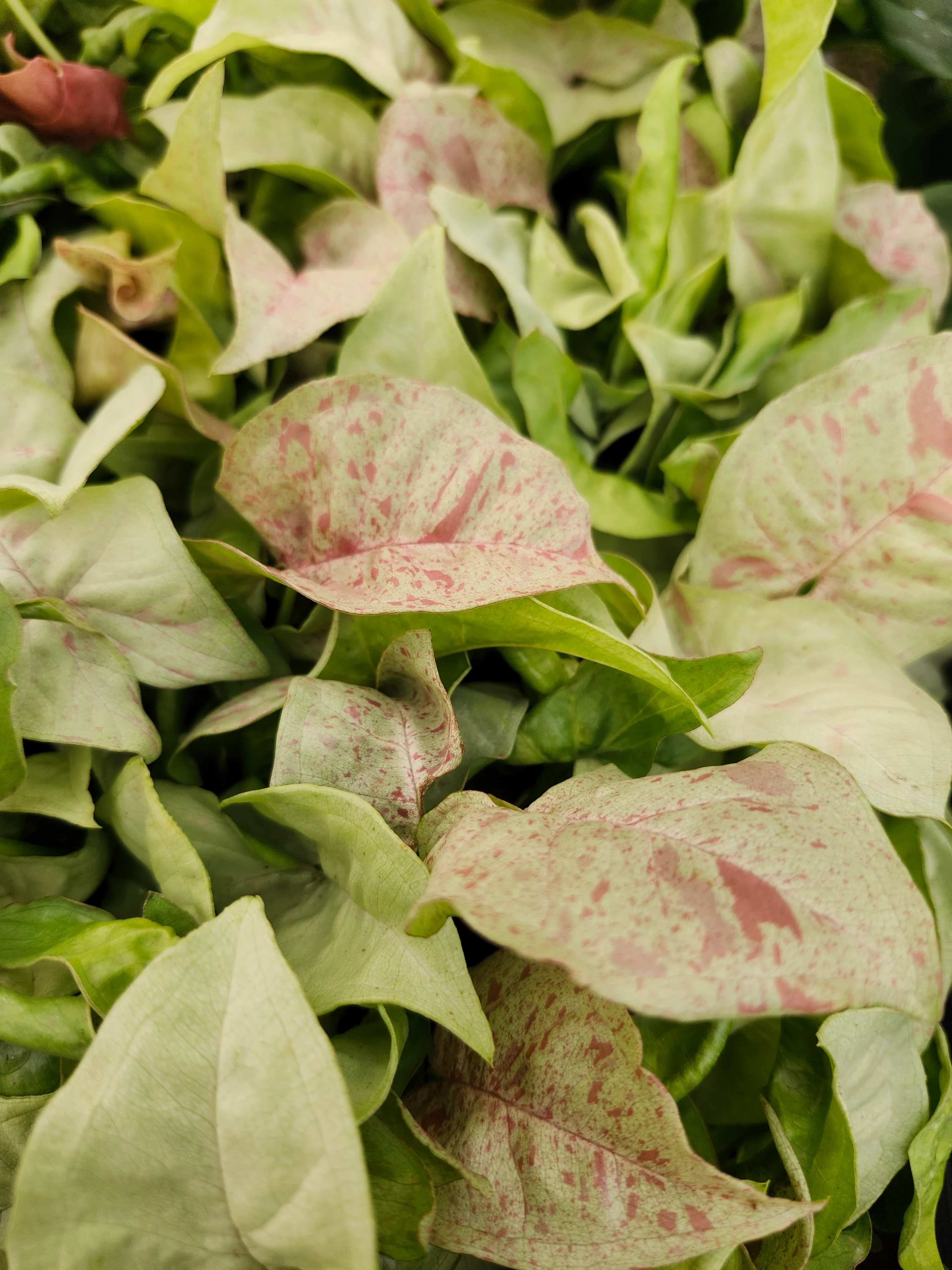 Syngonium Milk Confetti - Image 10