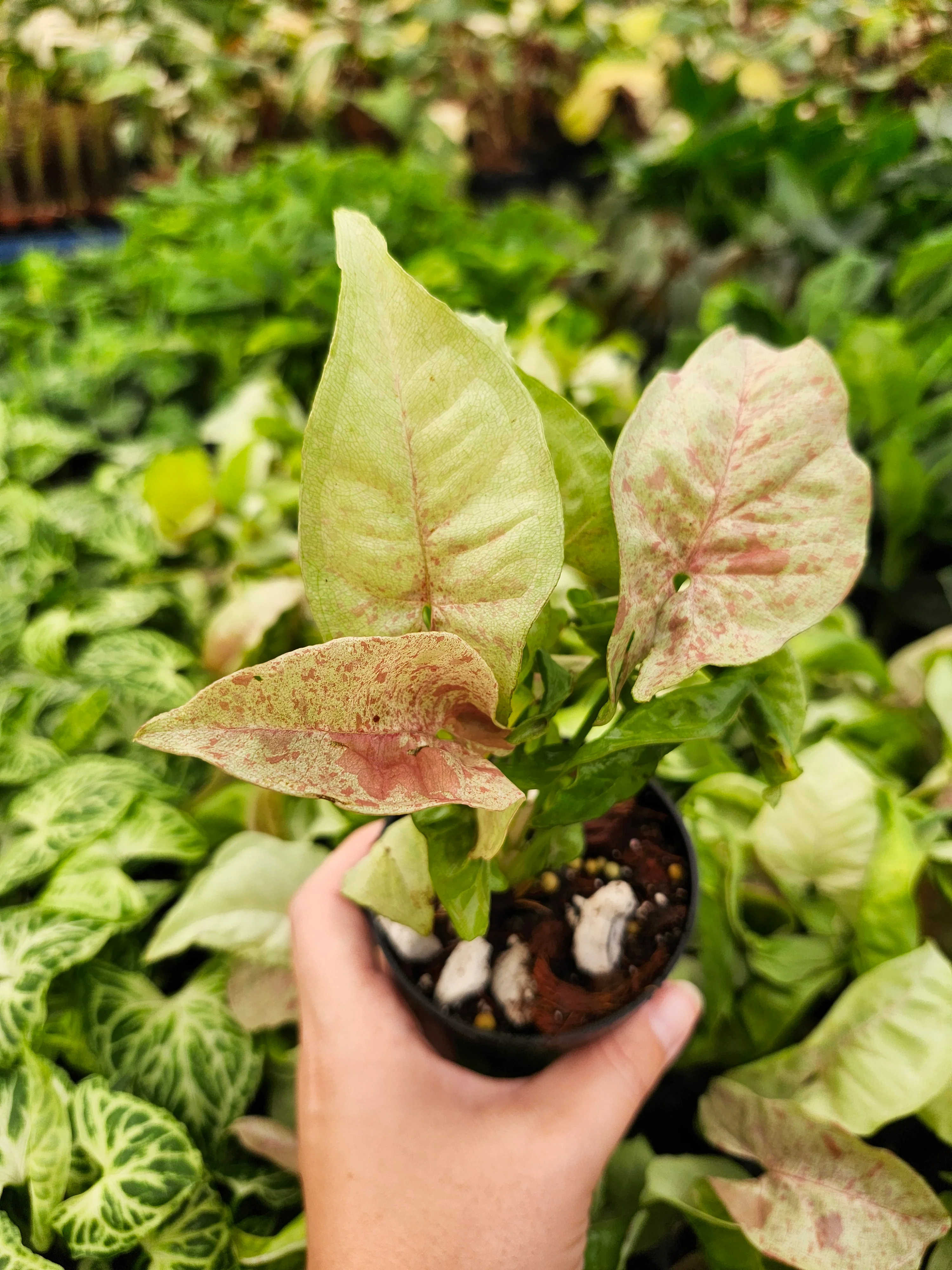 Syngonium Milk Confetti - Image 11