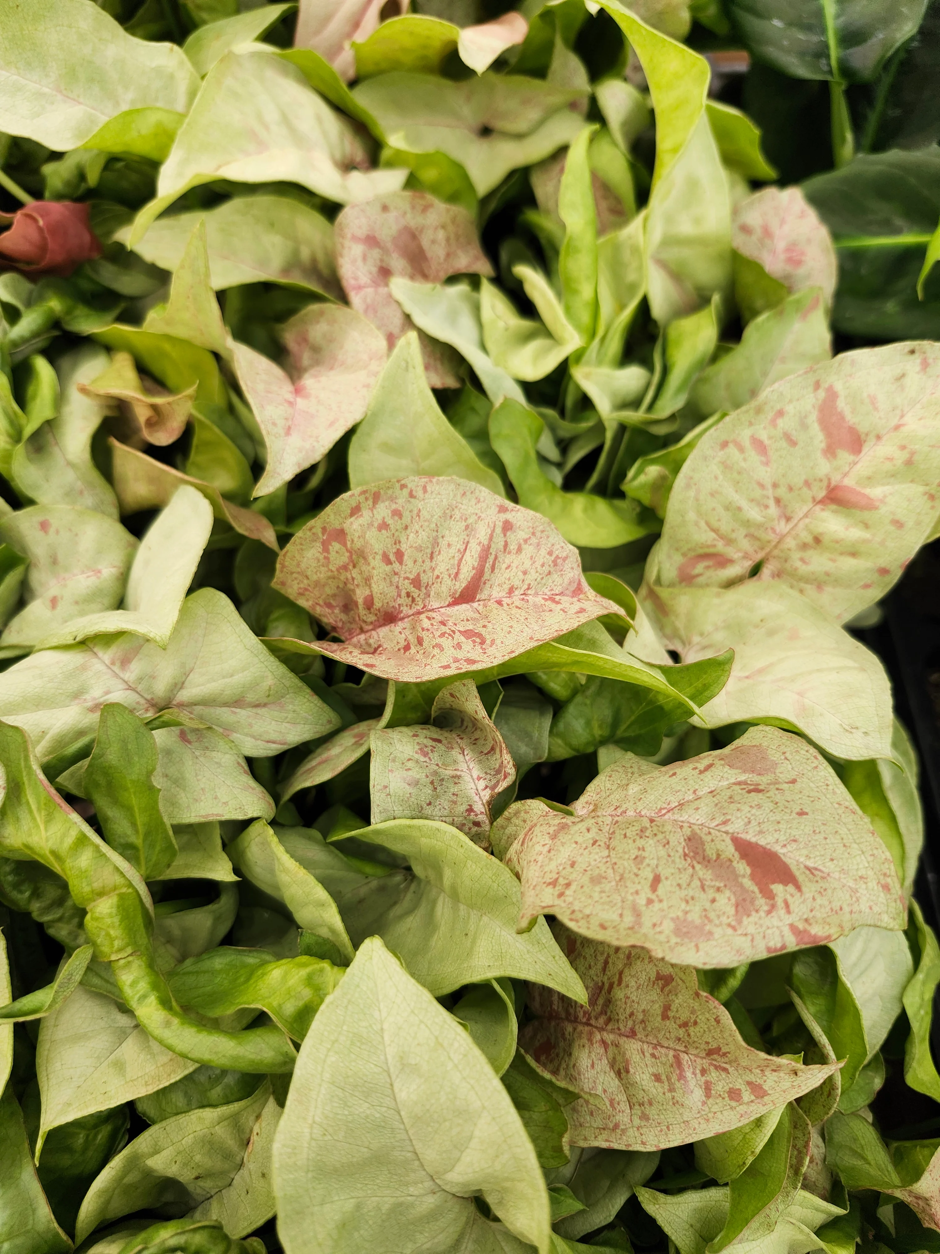 Syngonium Milk Confetti - Image 12