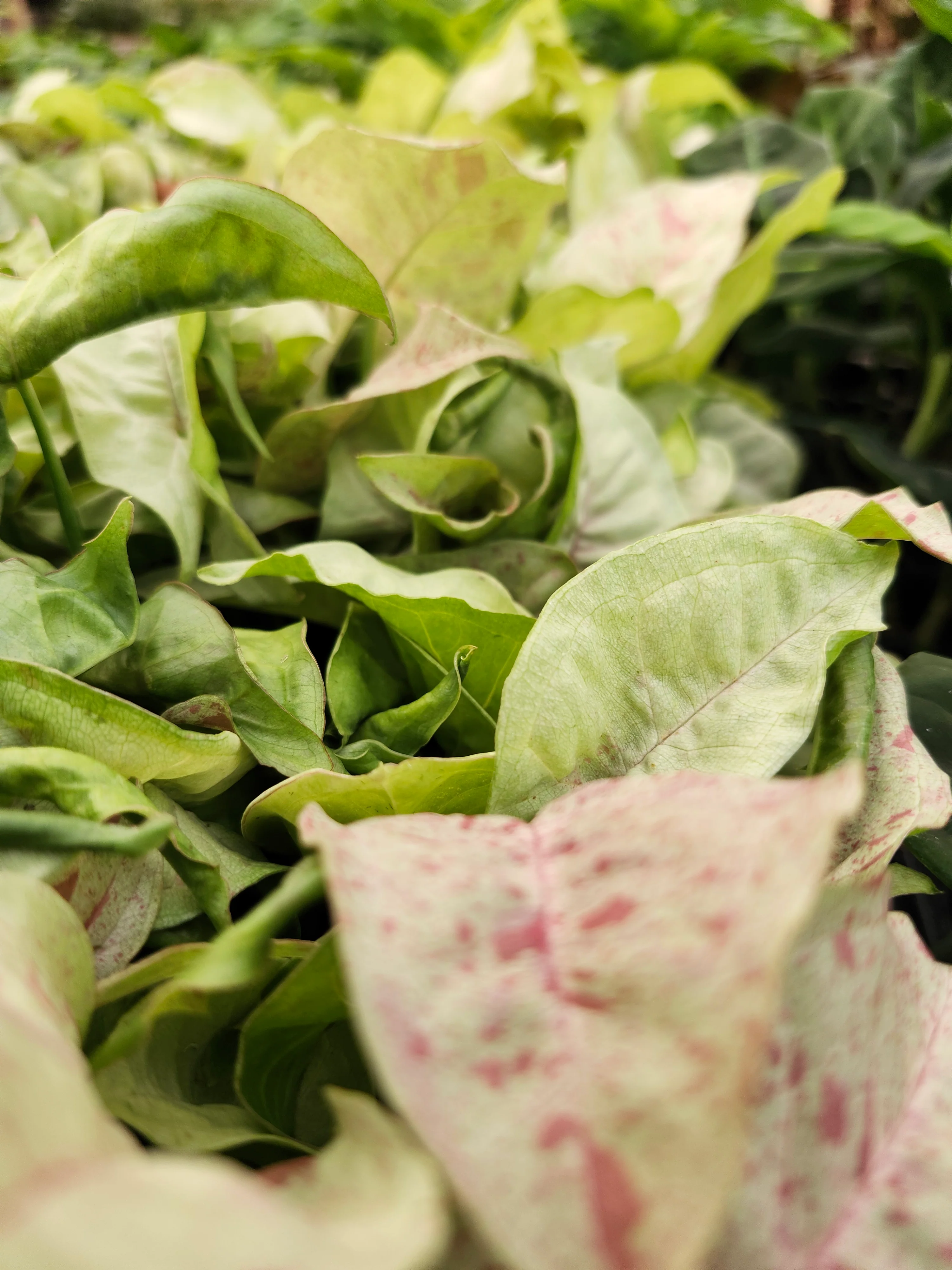 Syngonium Milk Confetti - Image 4