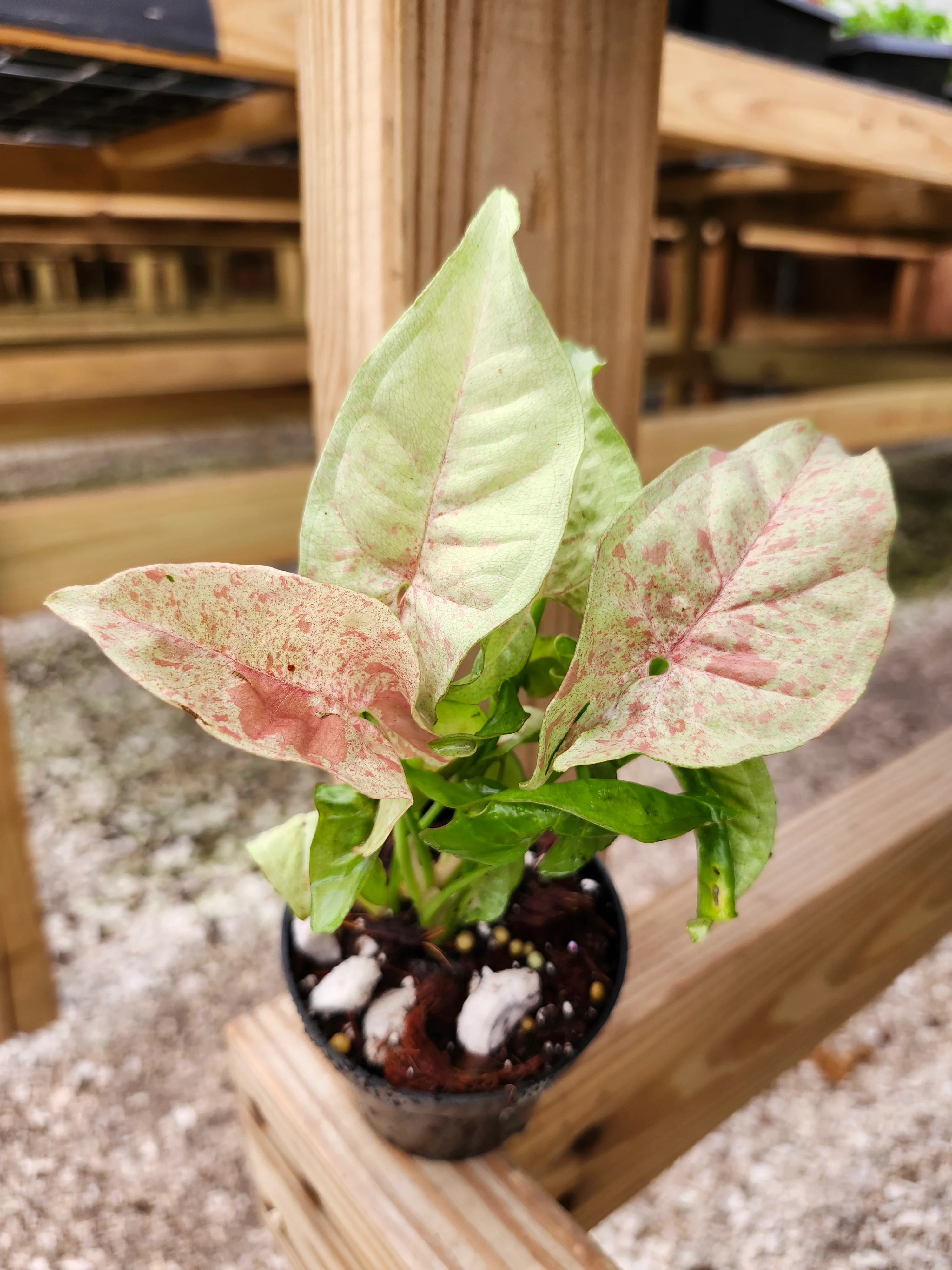 Syngonium Milk Confetti - Image 5