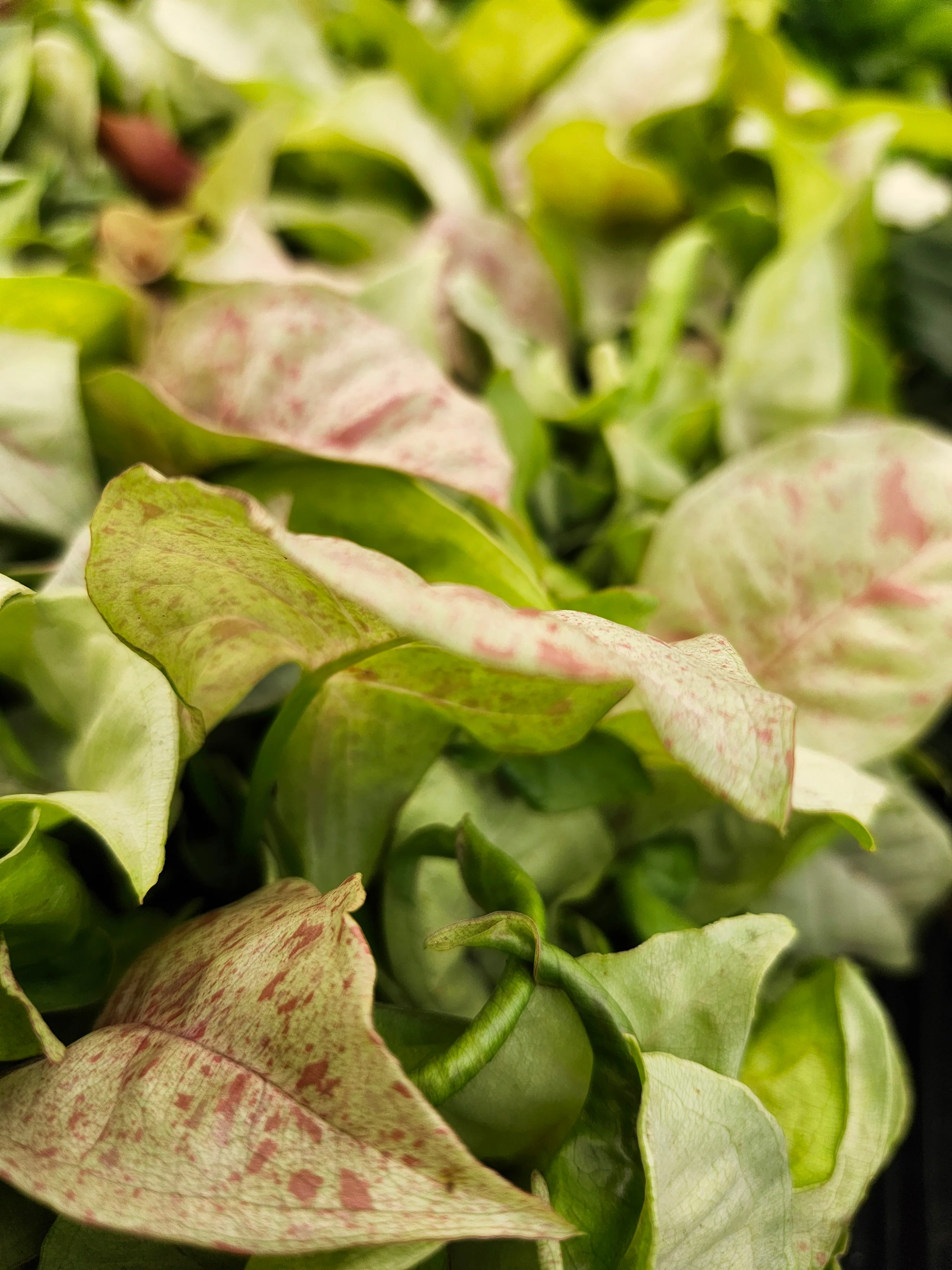 Syngonium Milk Confetti - Image 6