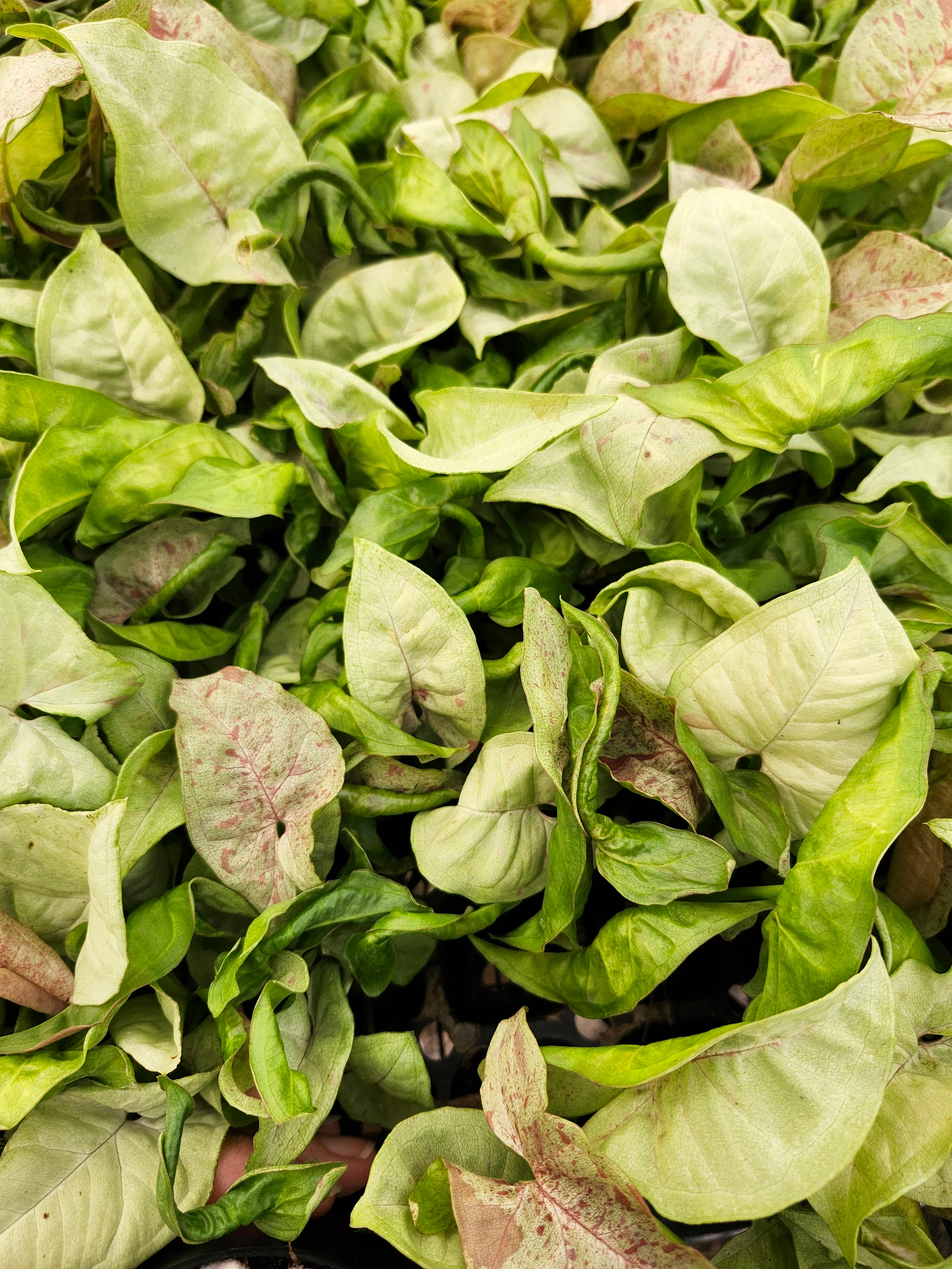 Syngonium Milk Confetti - Image 8