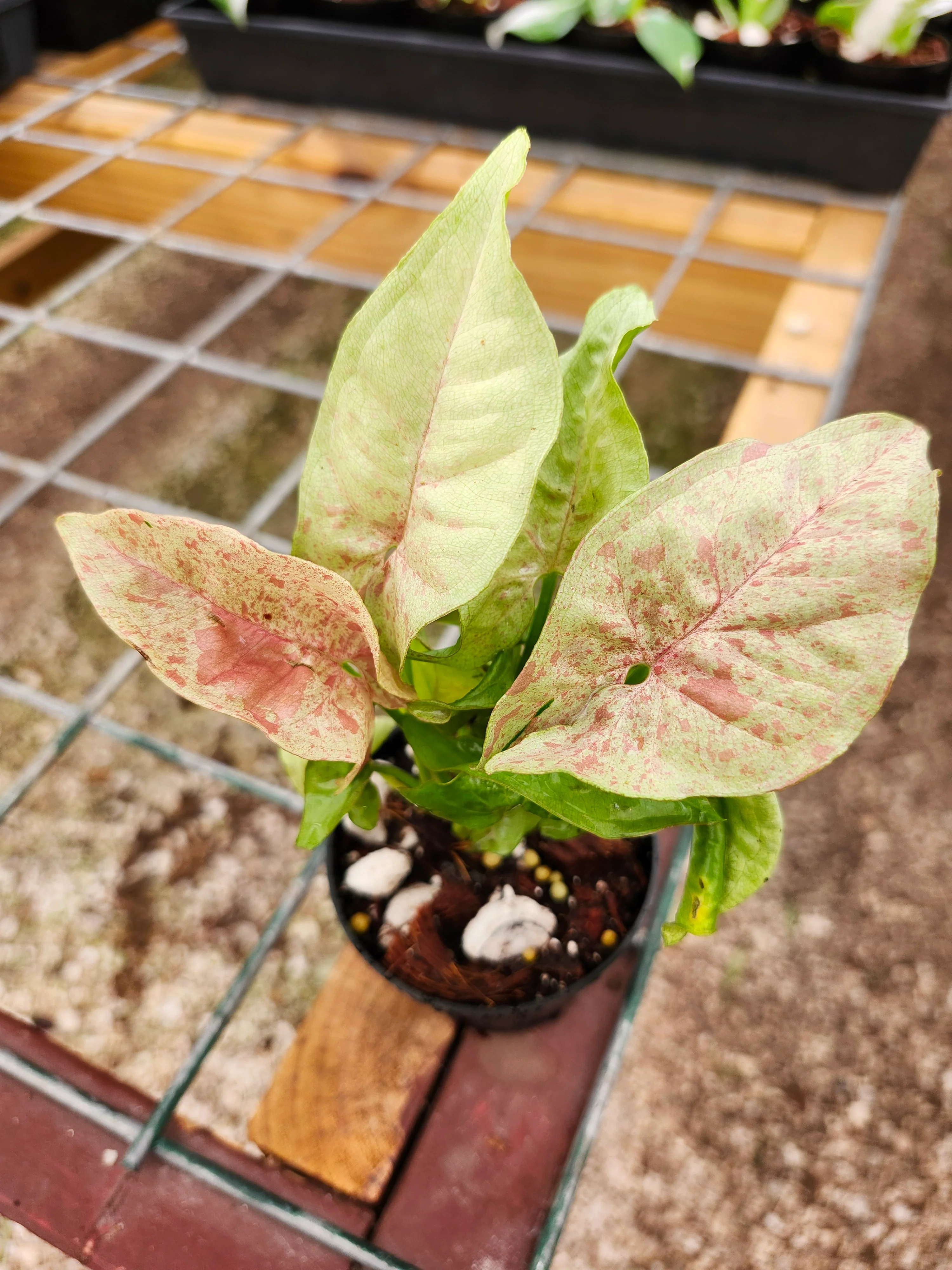 Syngonium Milk Confetti - Image 9