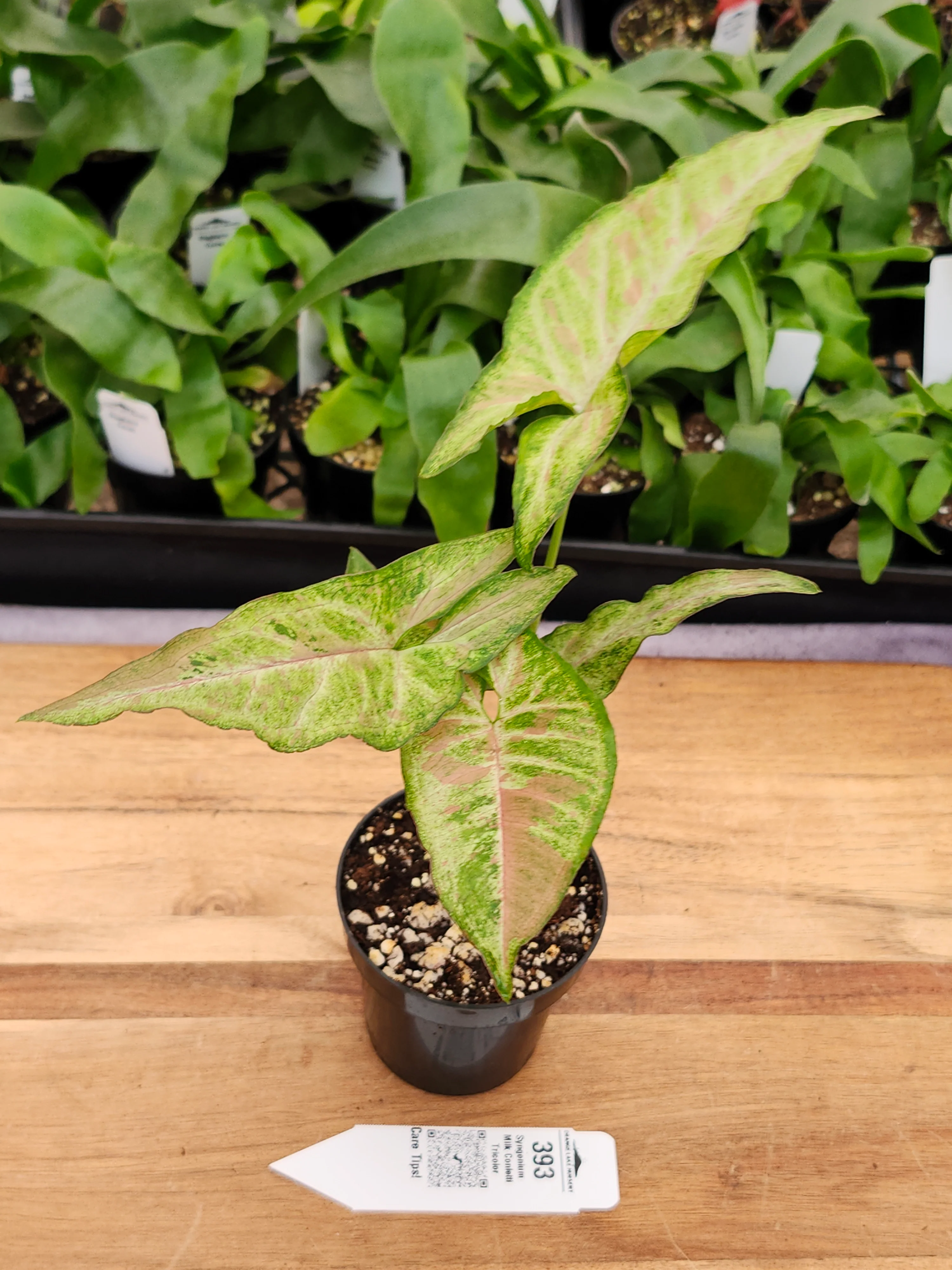 Syngonium Milk Confetti Tricolor (3in)-393