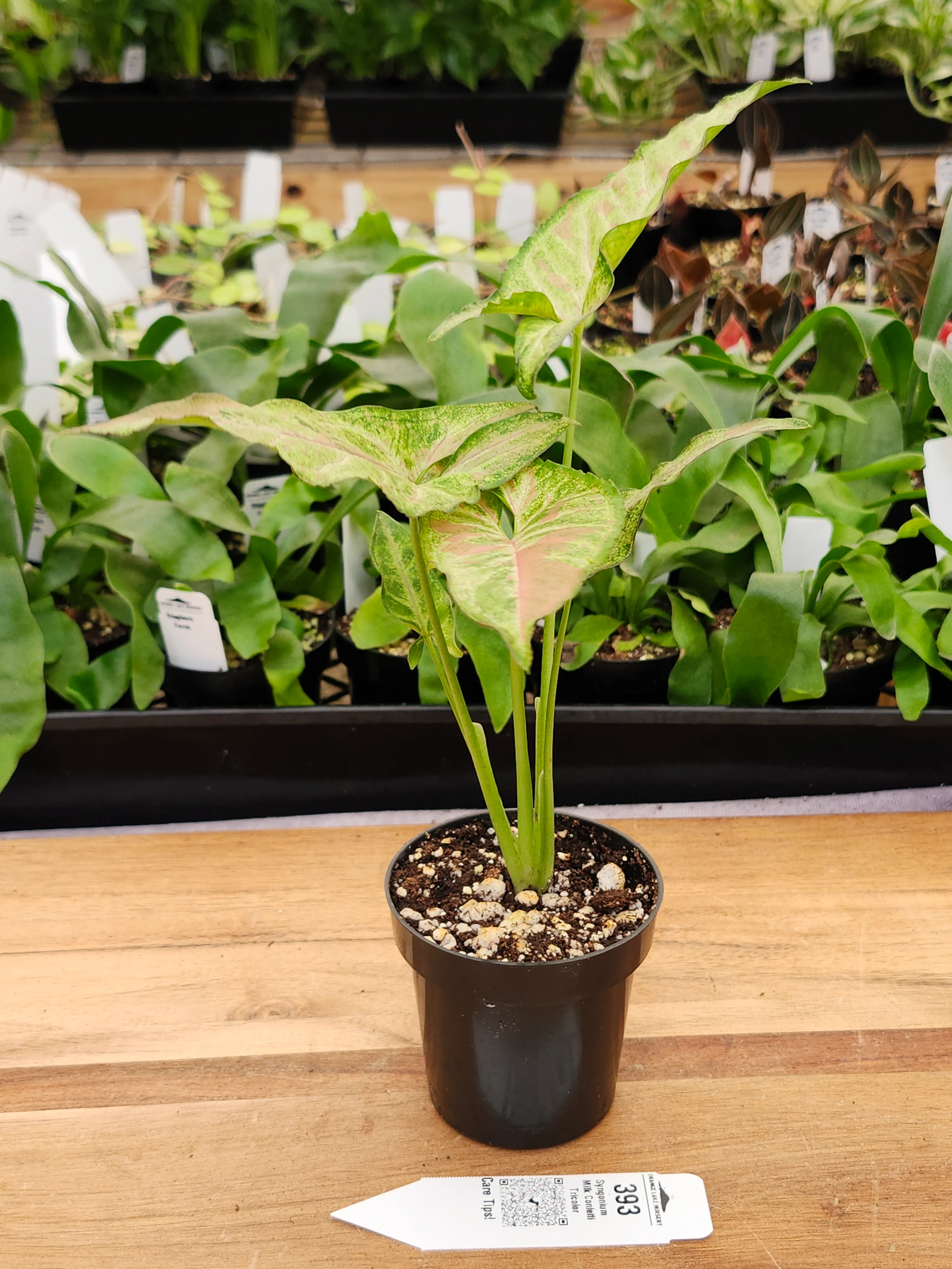 Syngonium Milk Confetti Tricolor (3in)-393 - Image 2