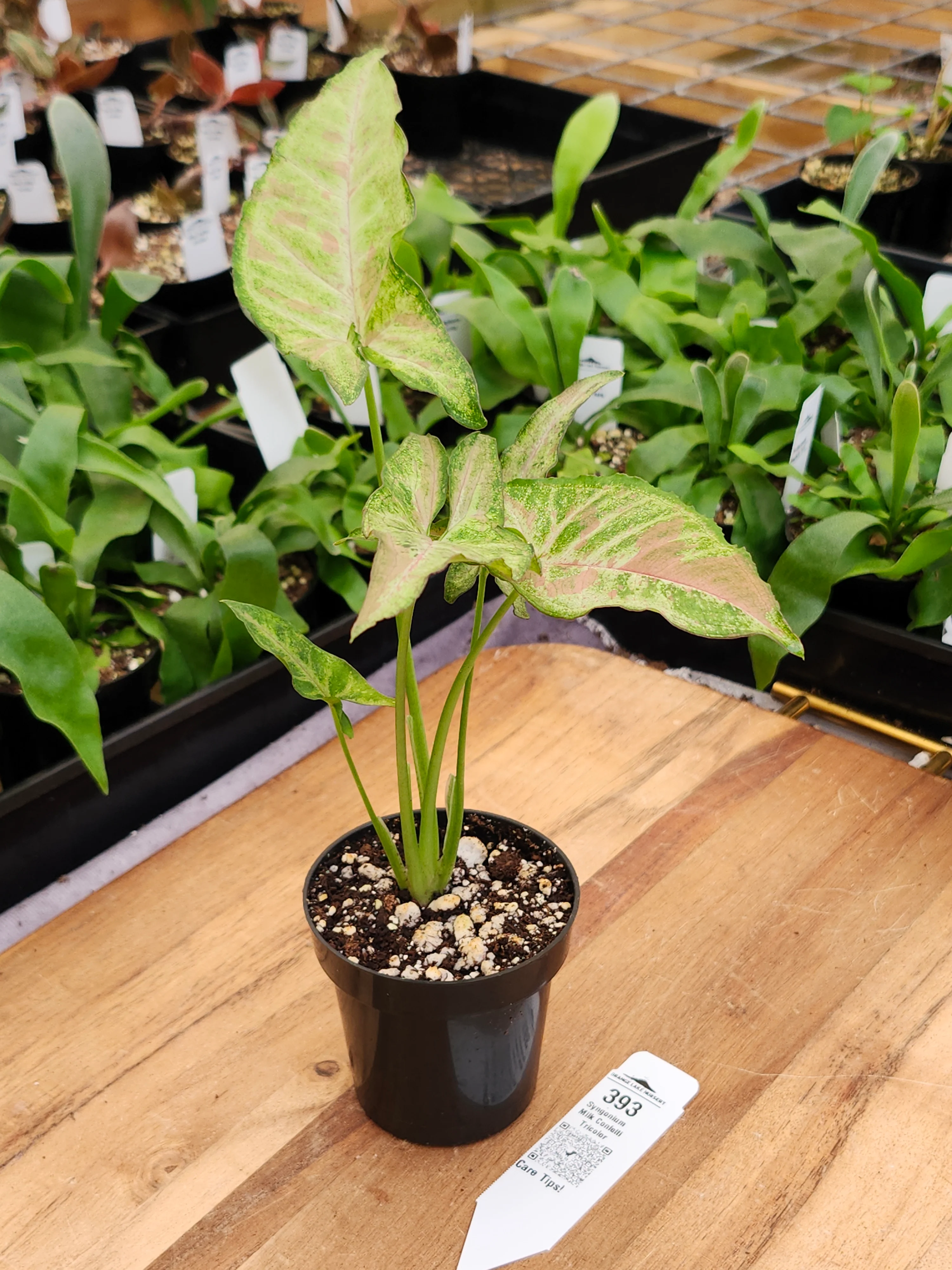 Syngonium Milk Confetti Tricolor (3in)-393 - Image 3
