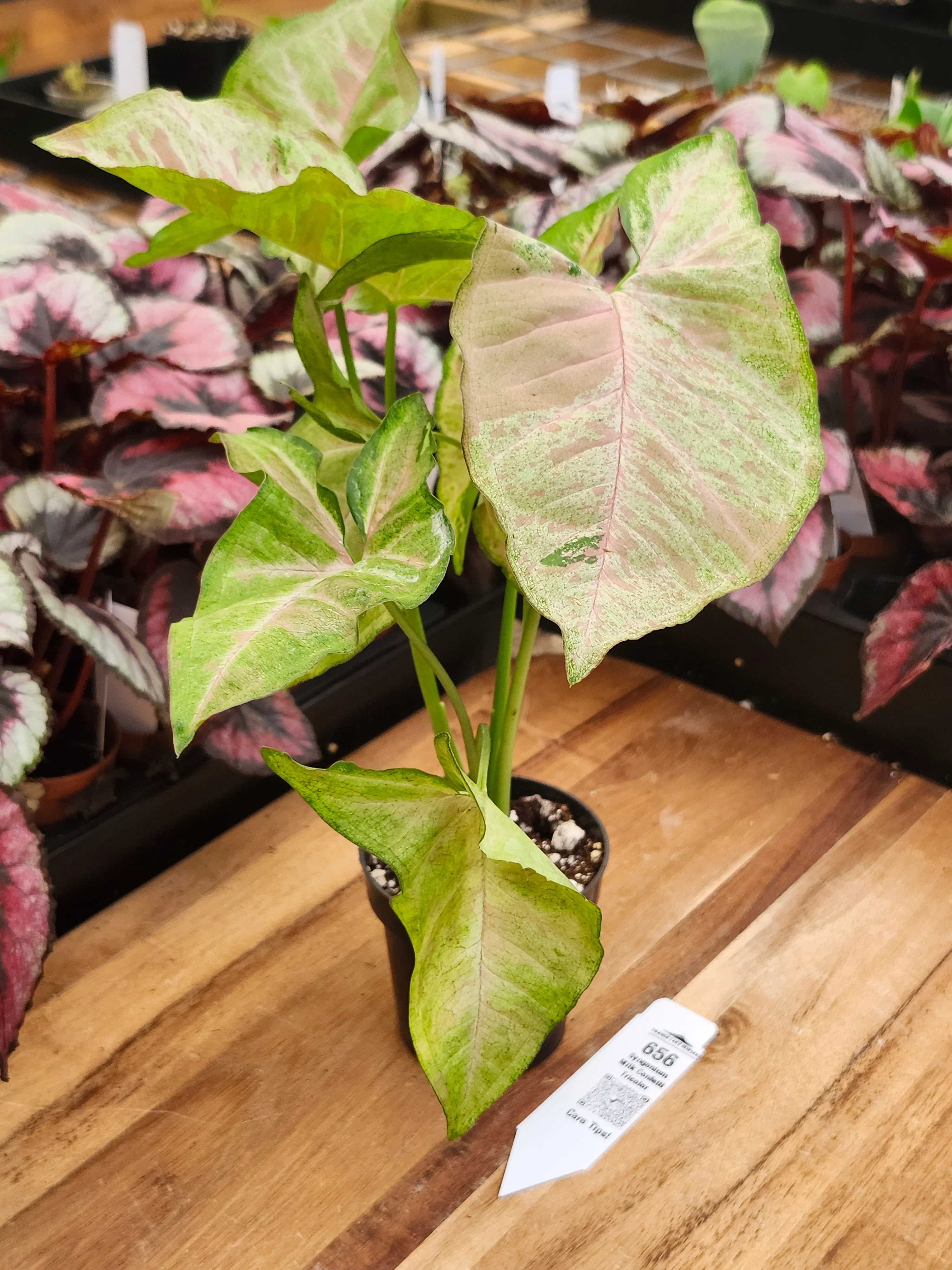 Syngonium Milk Confetti Tricolor (3in)-656 - Image 3
