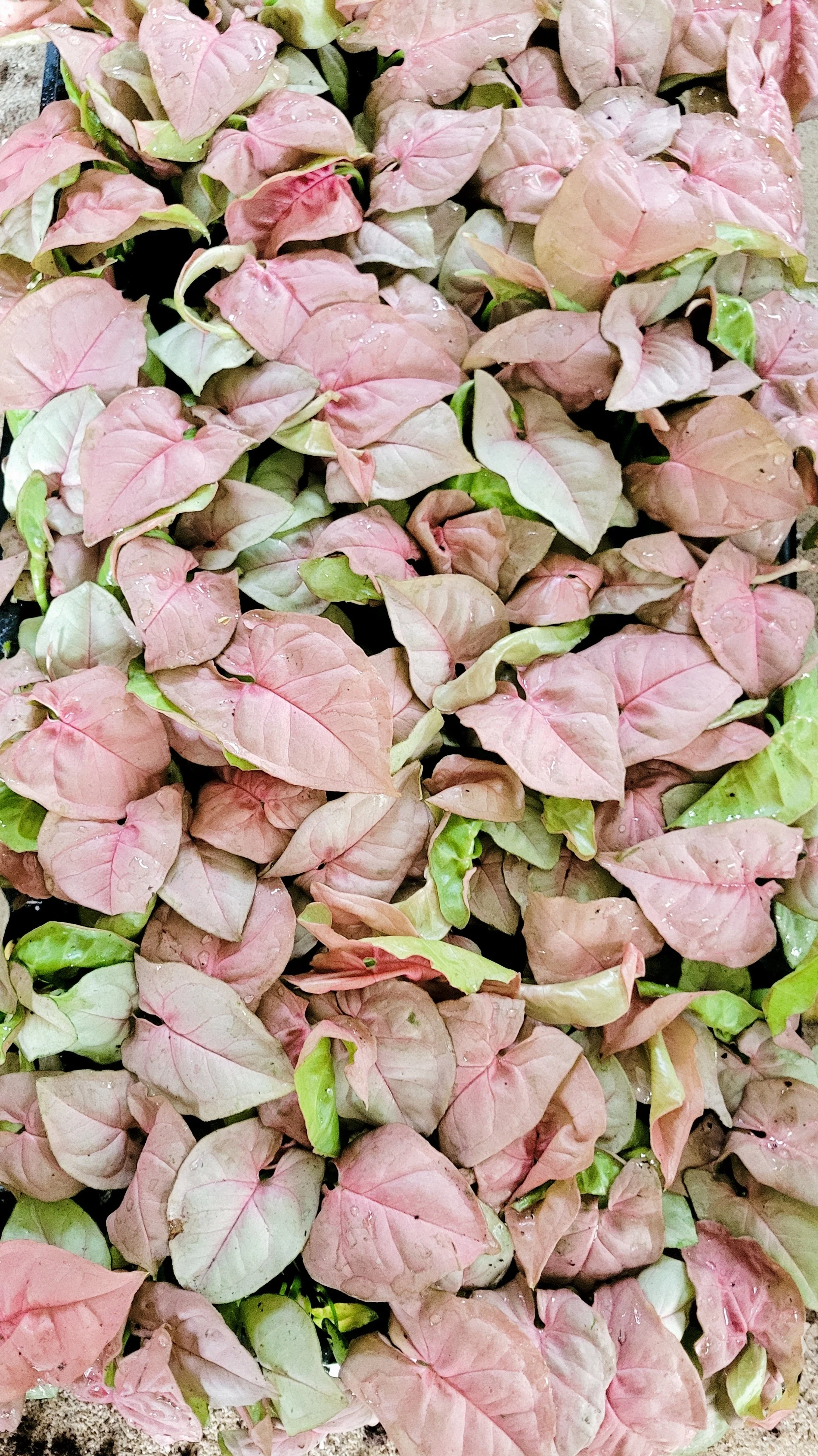 Syngonium Pink Perfection - Image 13