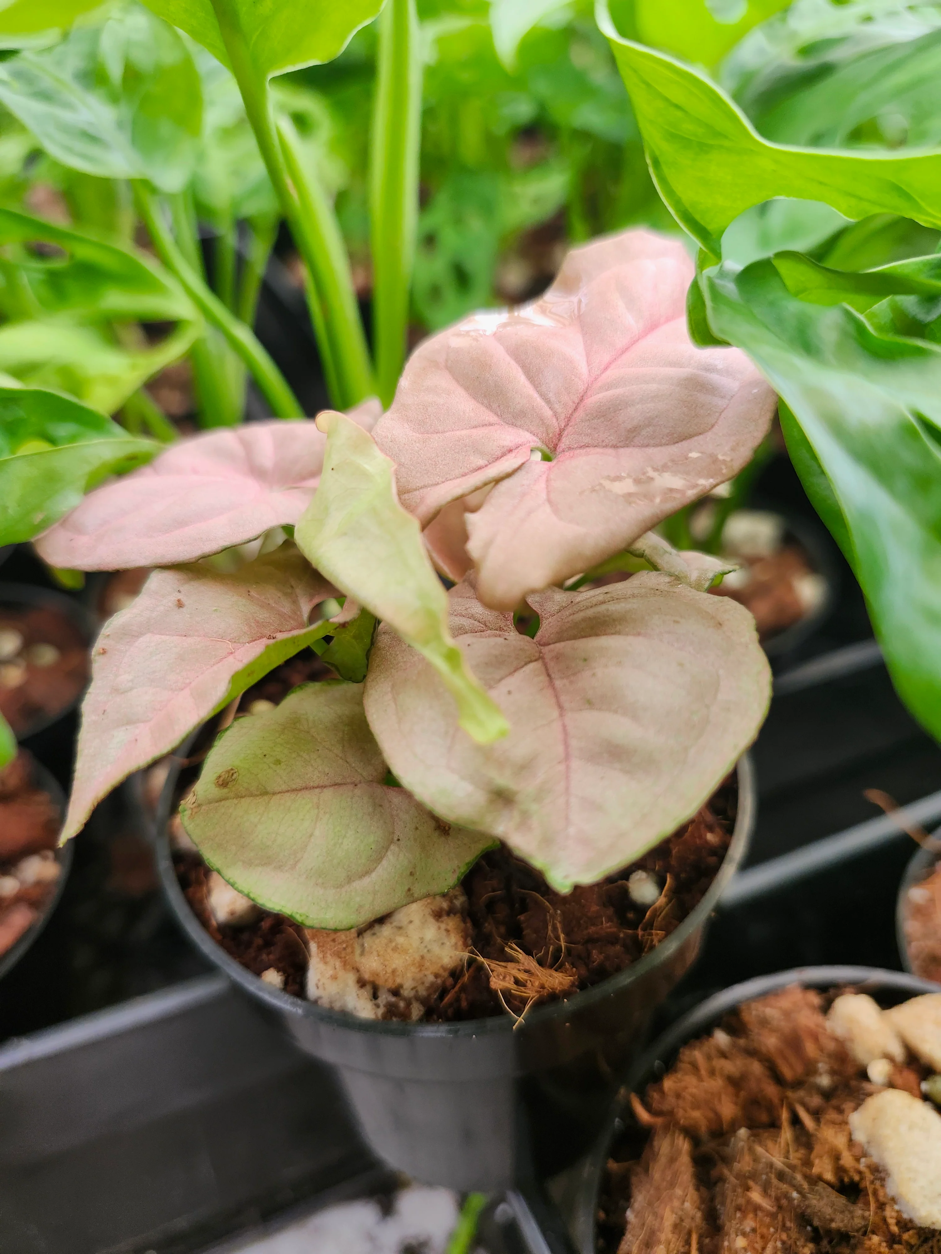 Syngonium Pink Perfection - Image 4