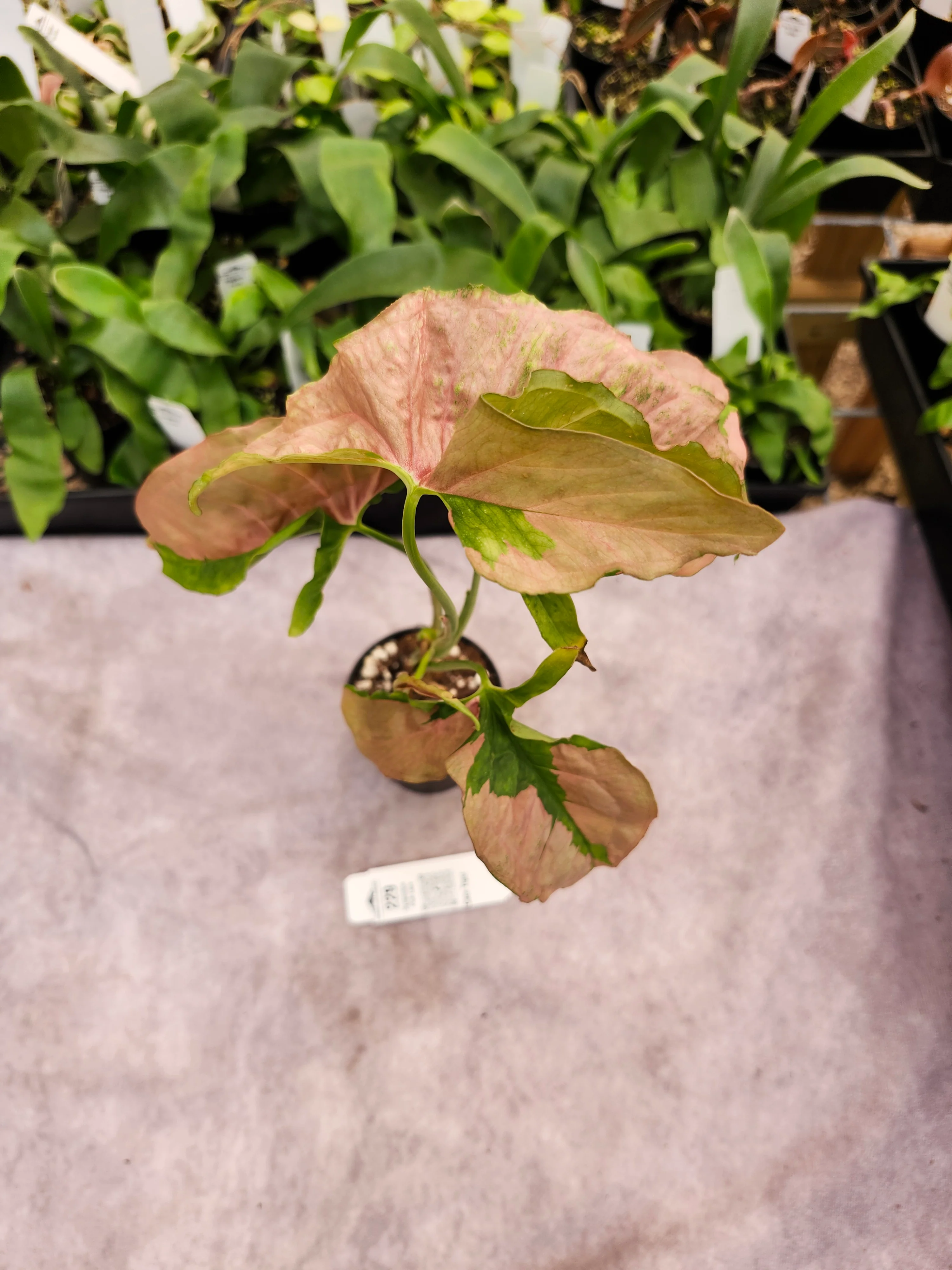 Syngonium Pink Lava (3in)-229