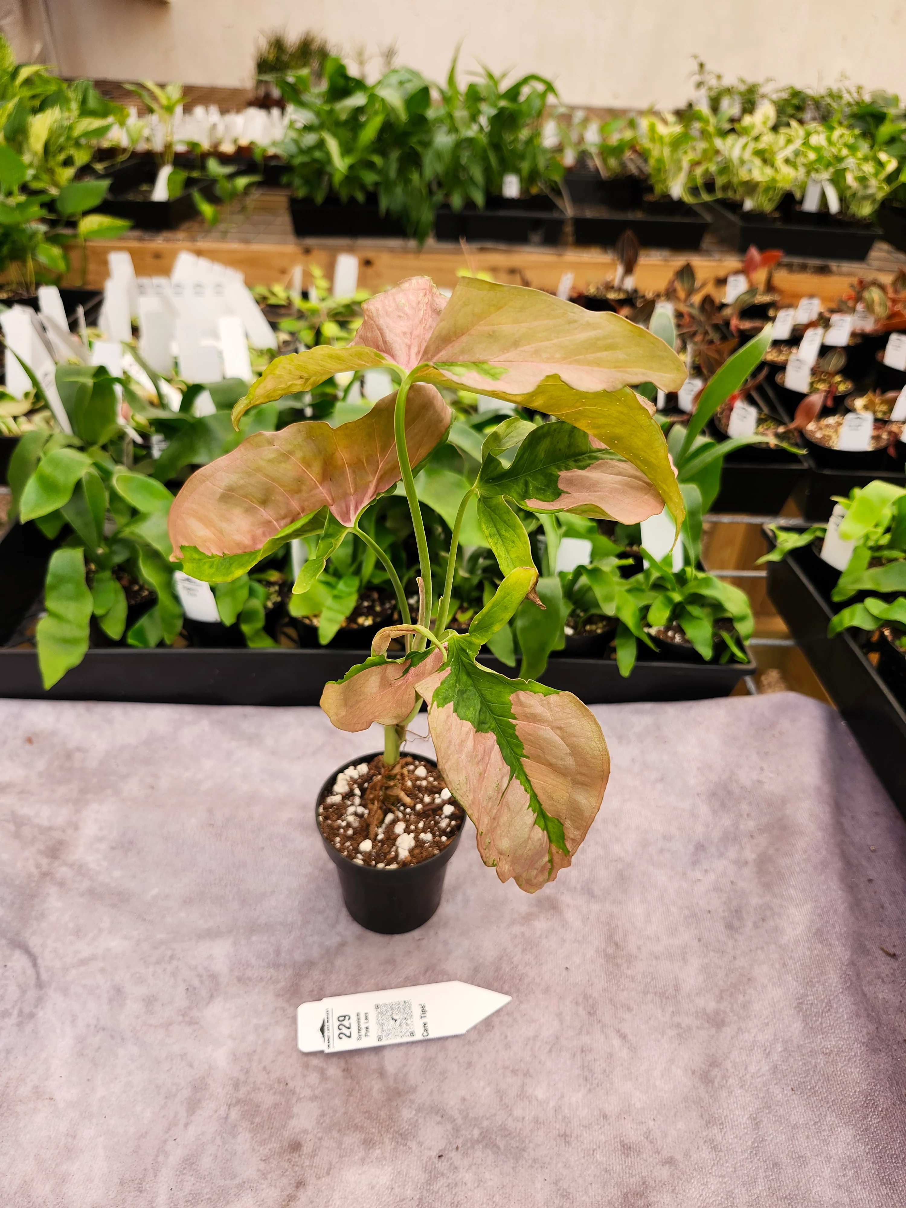 Syngonium Pink Lava (3in)-229 - Image 2