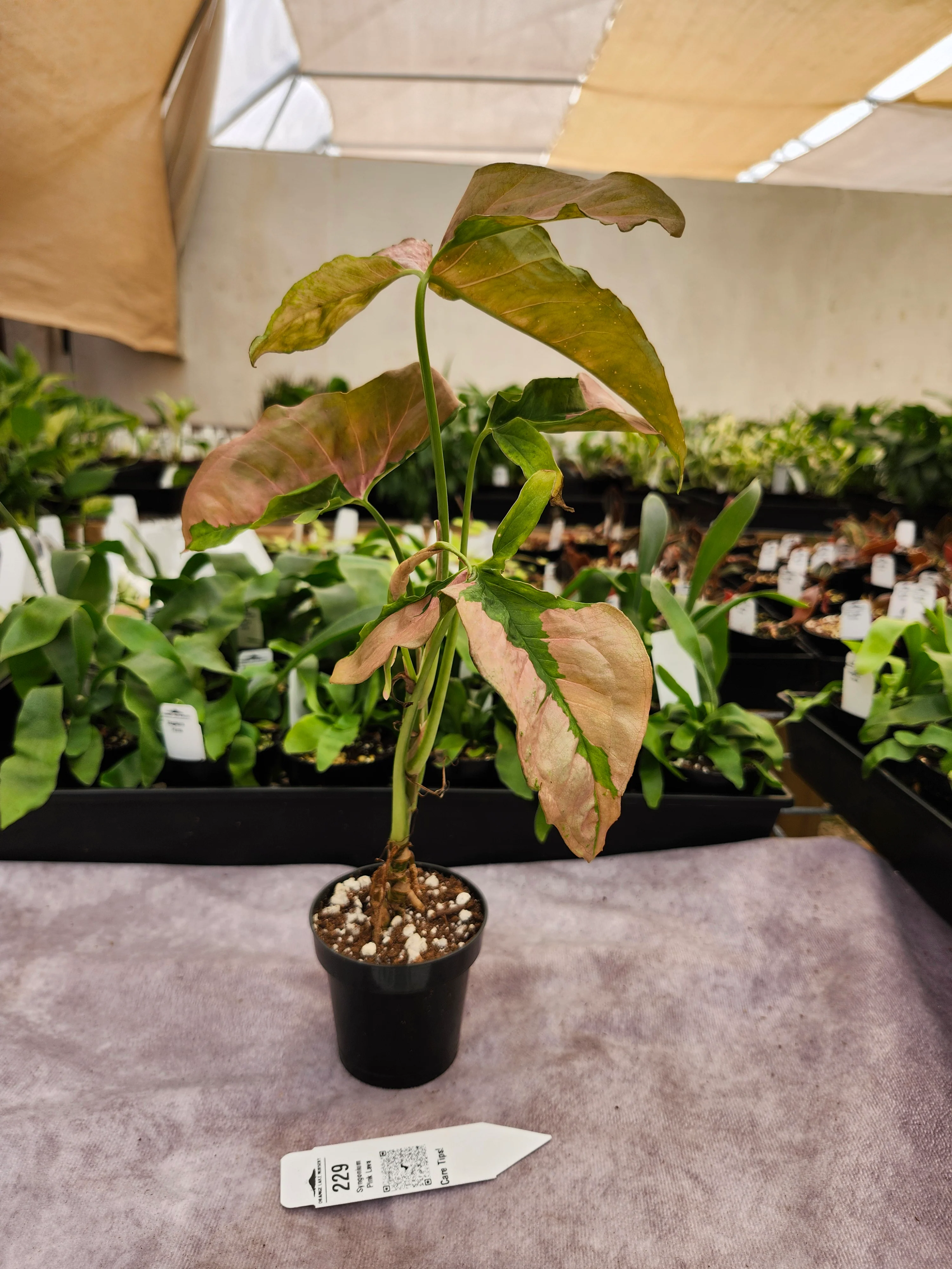 Syngonium Pink Lava (3in)-229 - Image 3