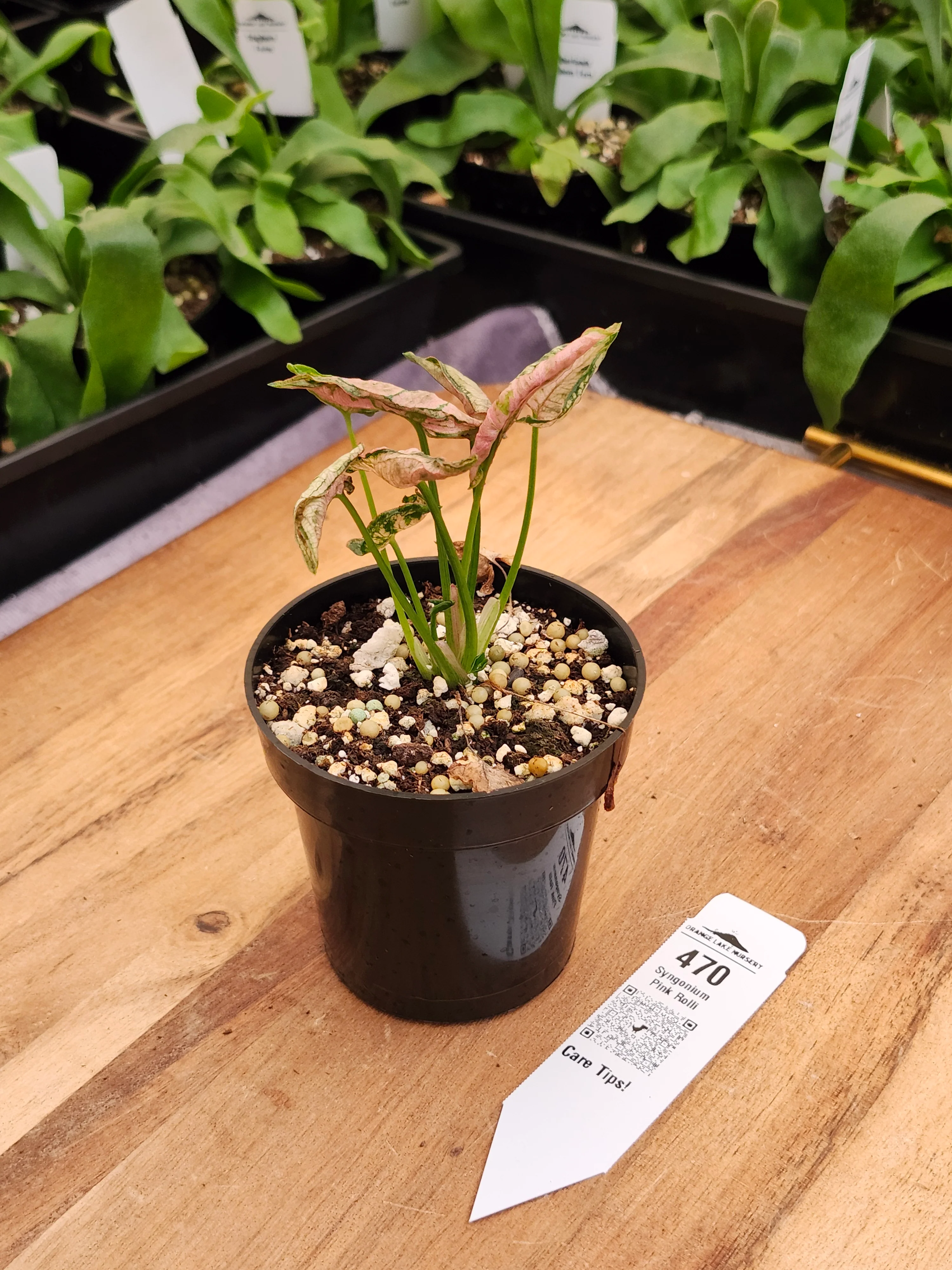Ugly Ducklings & On Sale Plants