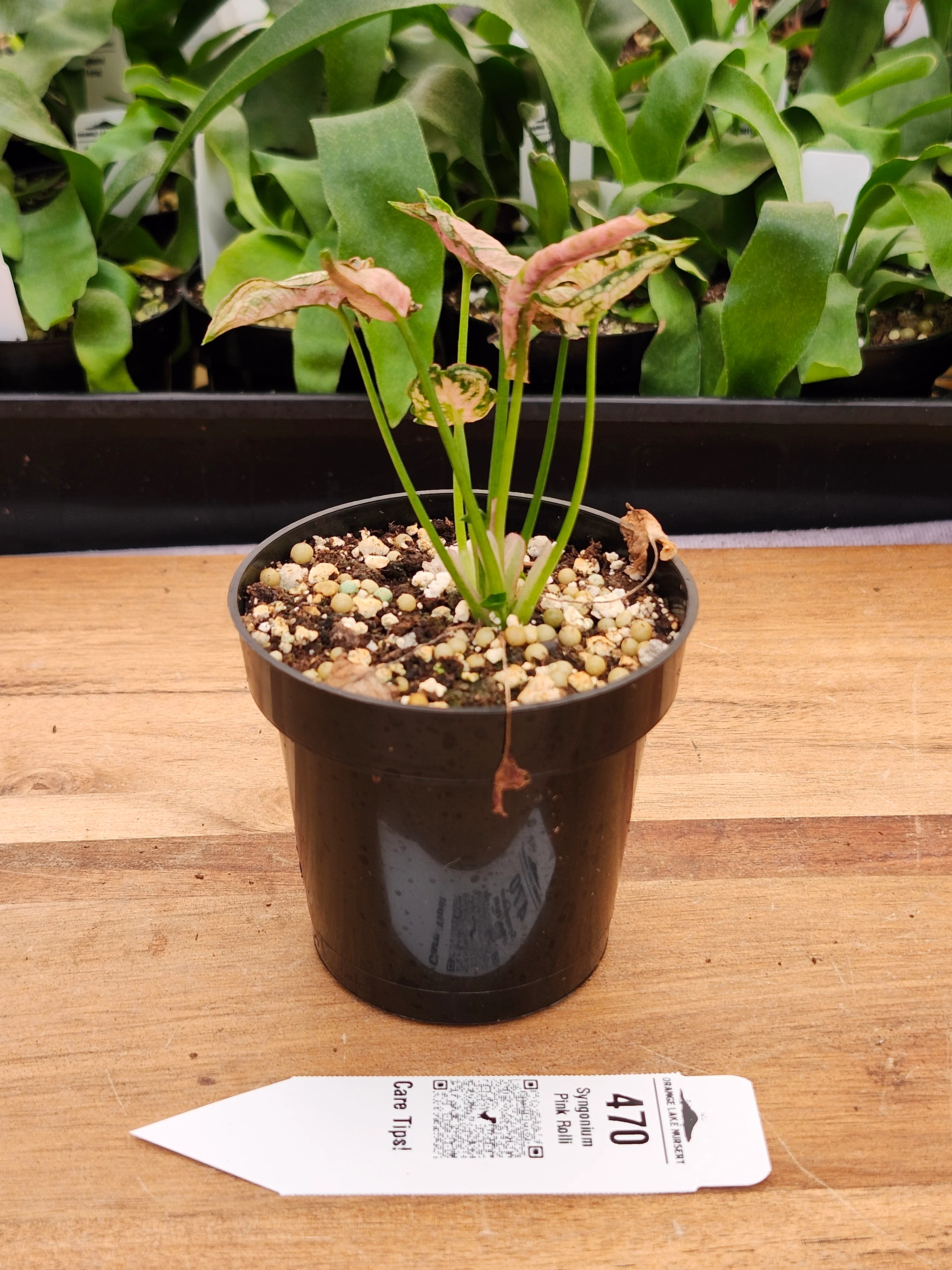 Syngonium Pink Rolli (3in)- 470 - Image 2