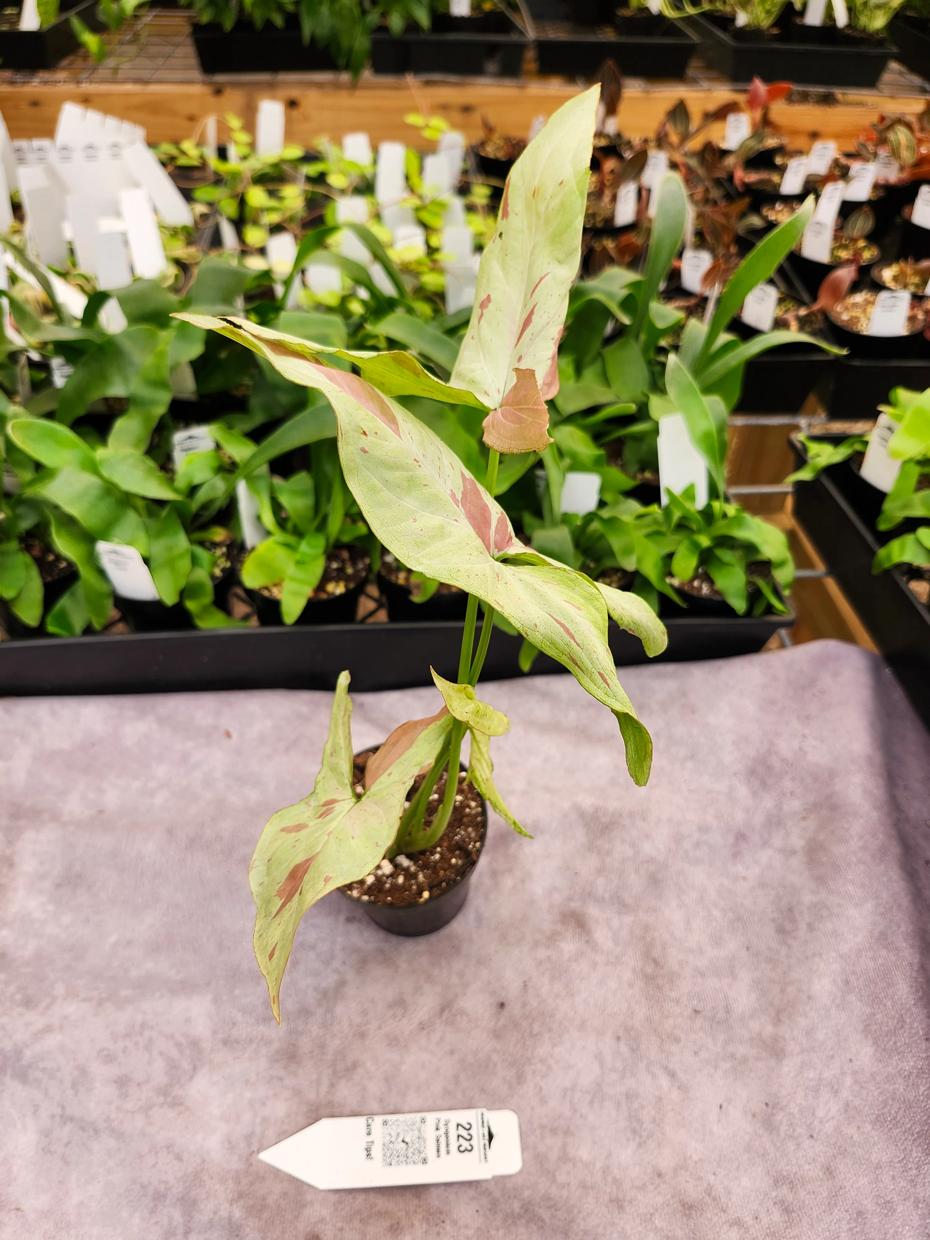 Syngonium Pink Salmon (3in)-223 - Image 3