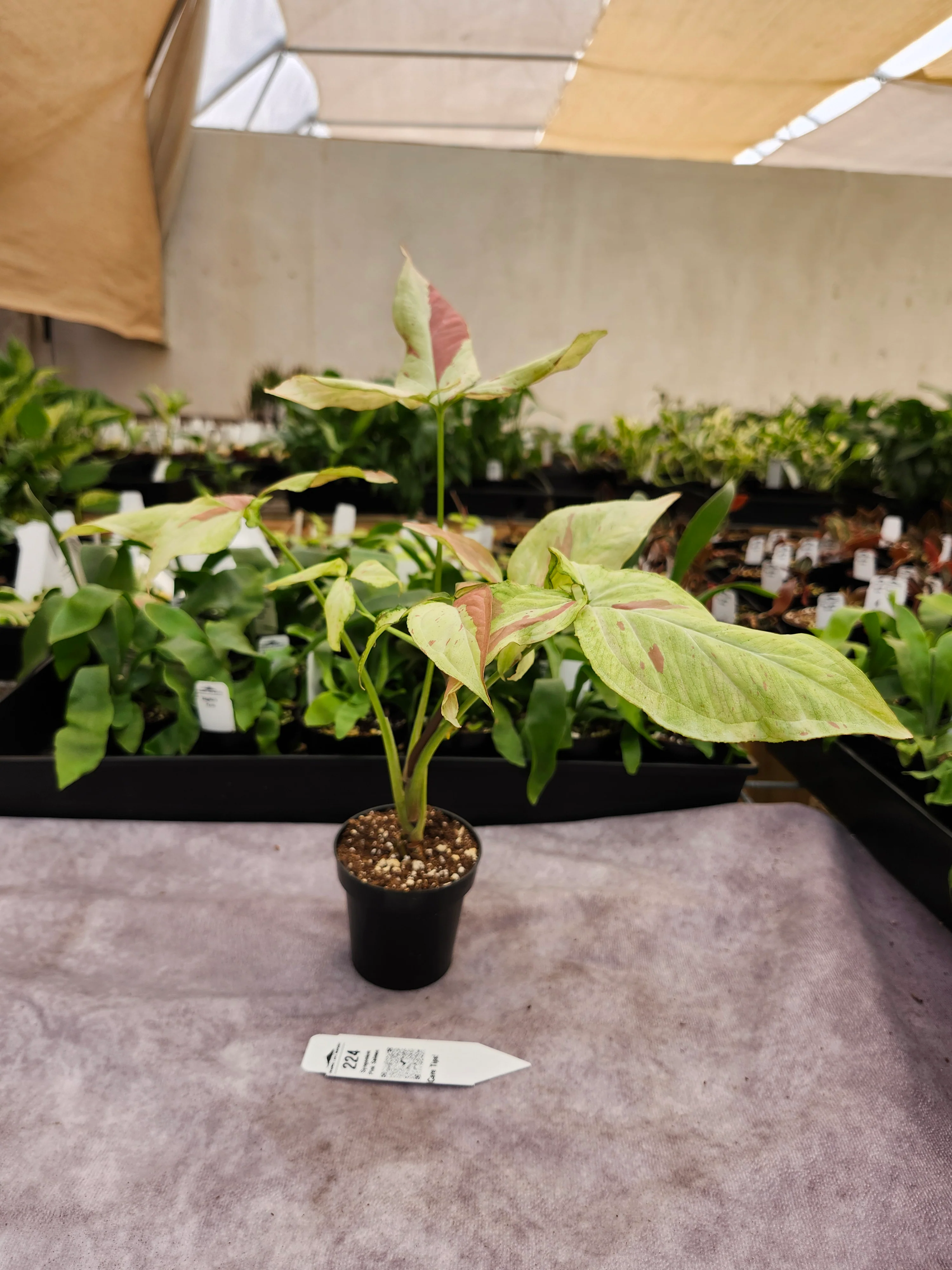 Syngonium Pink Salmon (3in)-224 - Image 2