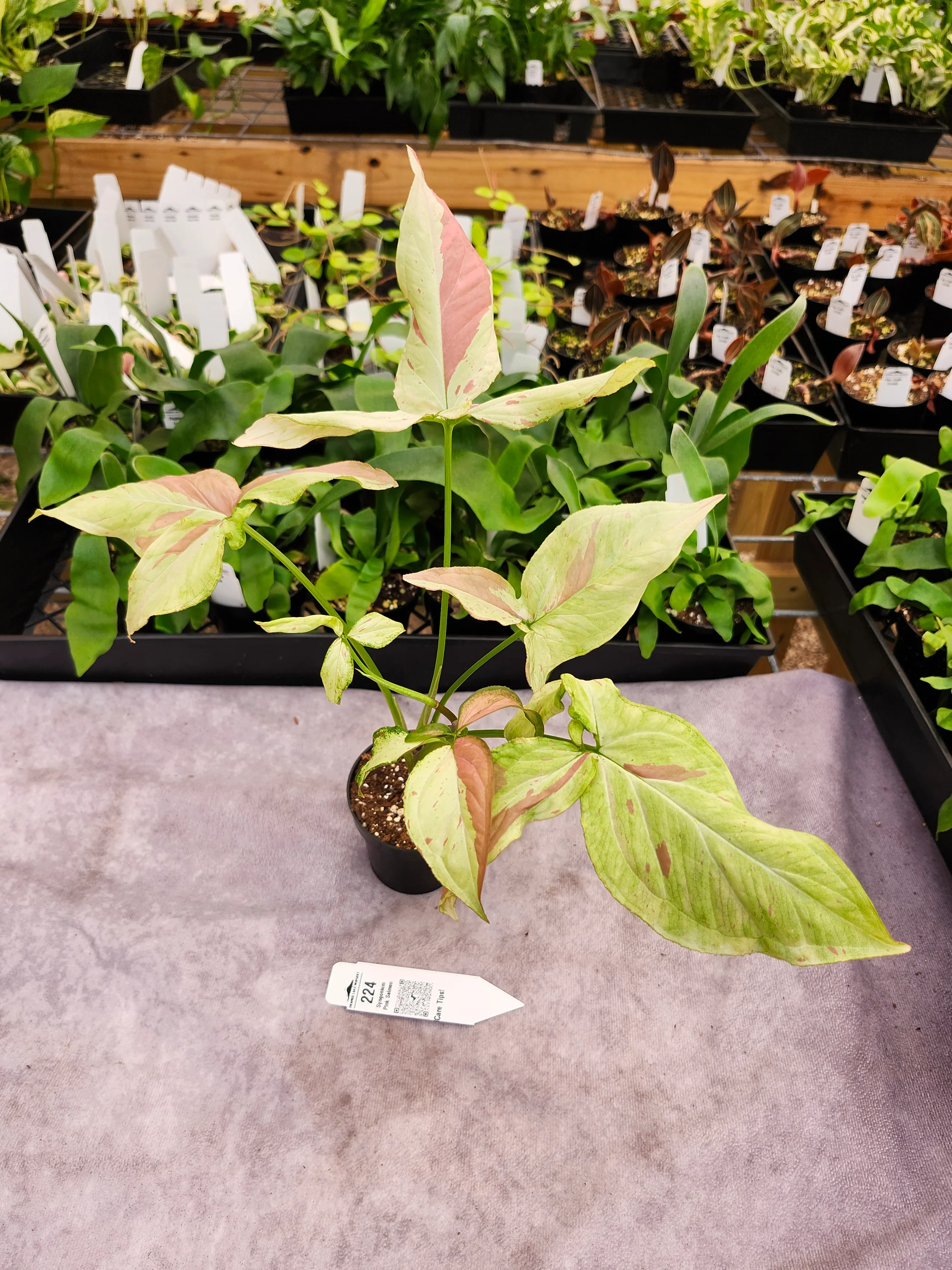 Syngonium Pink Salmon (3in)-224 - Image 3