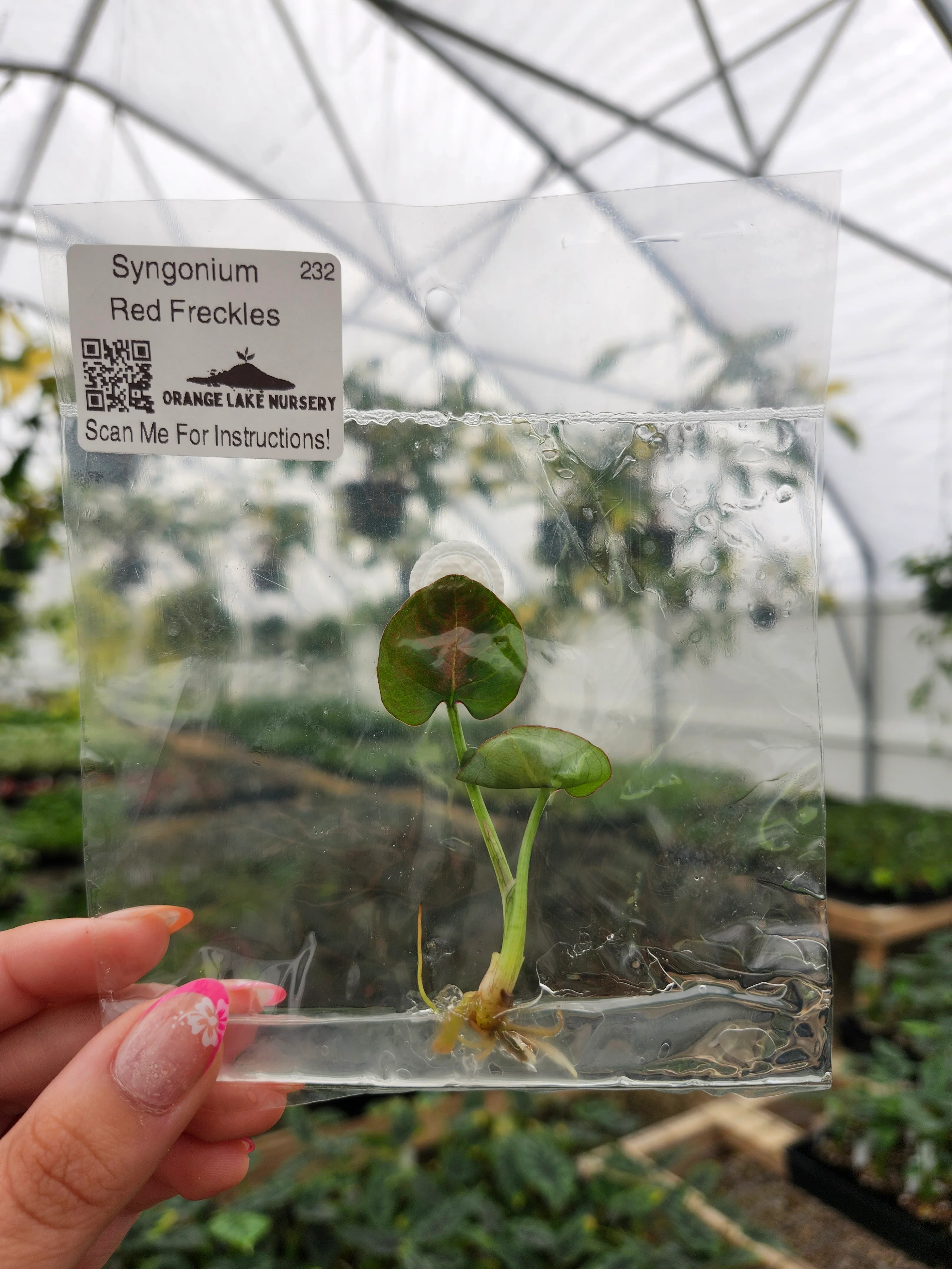 Syngonium Red Freckles Tissue Culture - Image 3