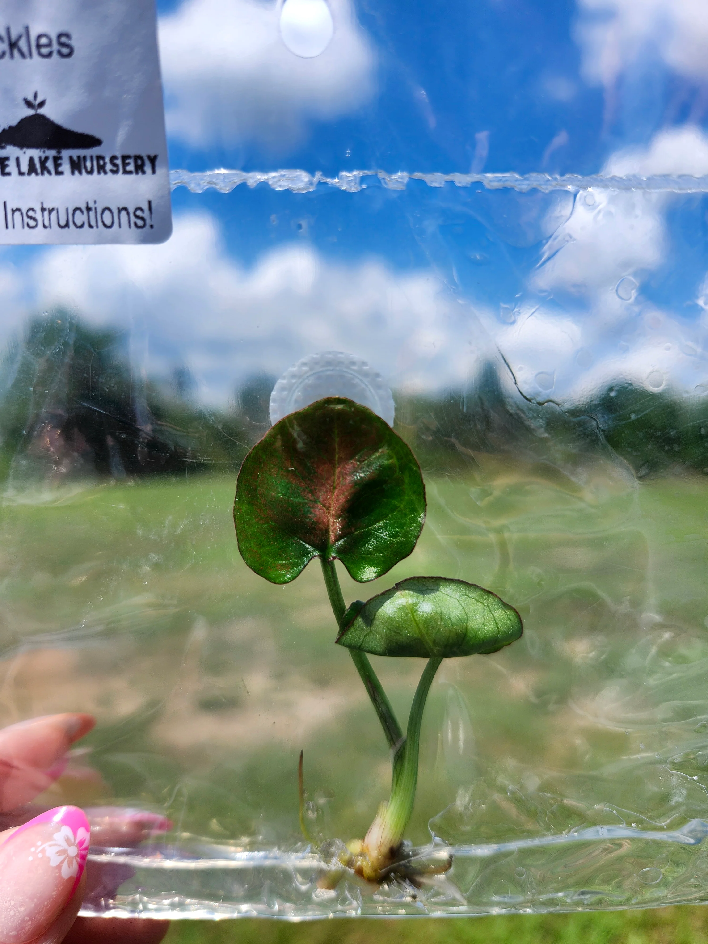 Syngonium Red Freckles Tissue Culture - Image 4