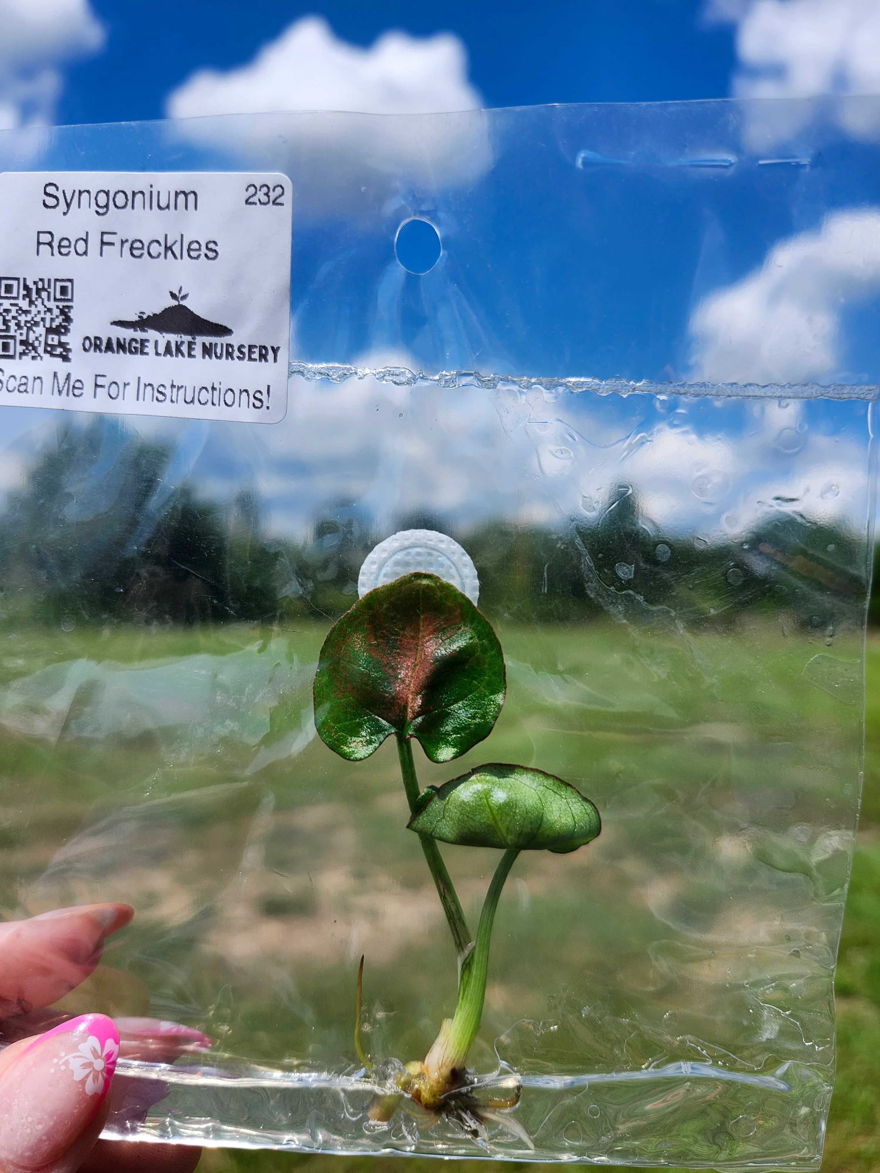Syngonium Red Freckles Tissue Culture - Image 5
