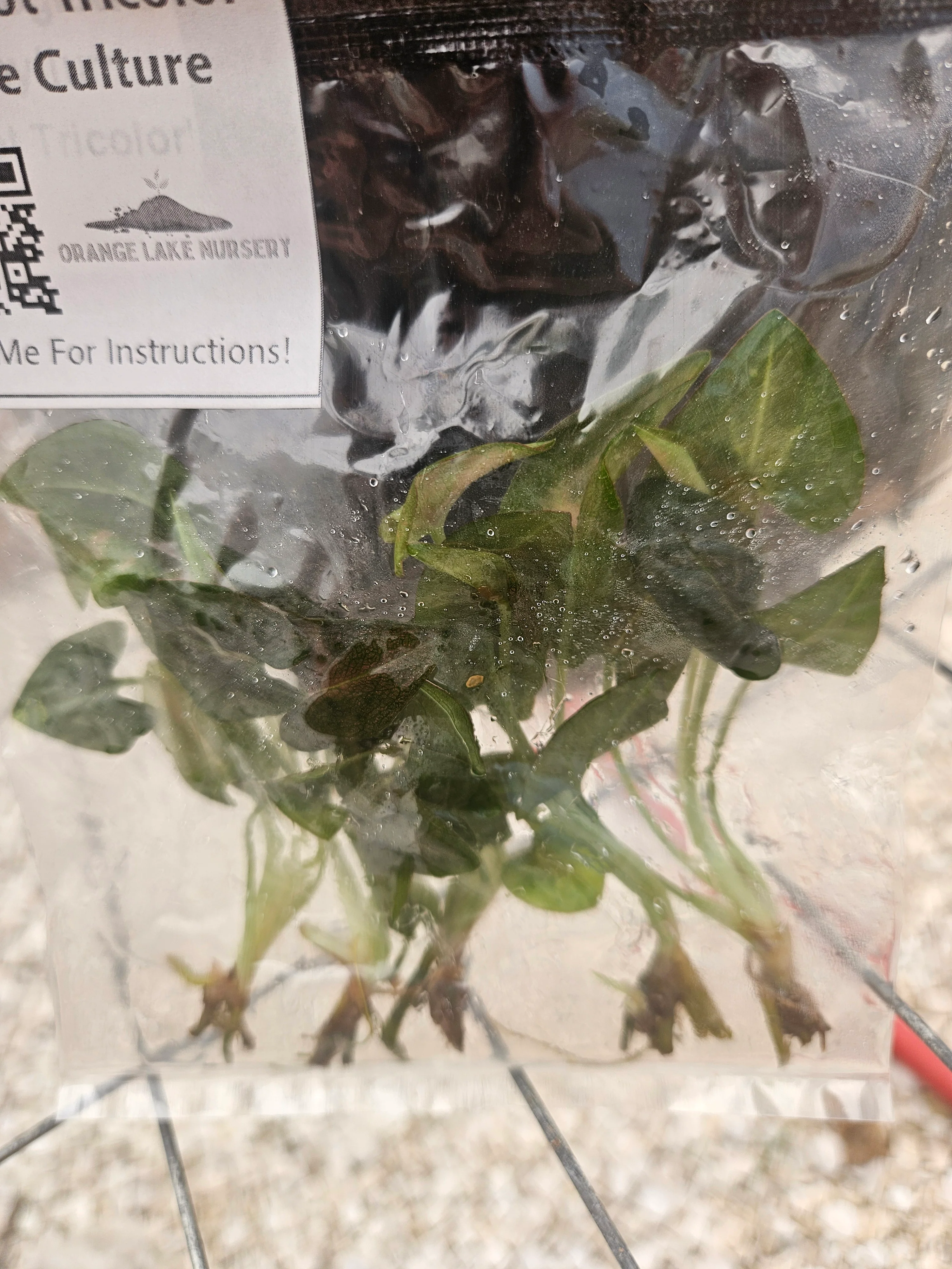 Syngonium Red Spot Tricolor Tissue Culture - Image 3