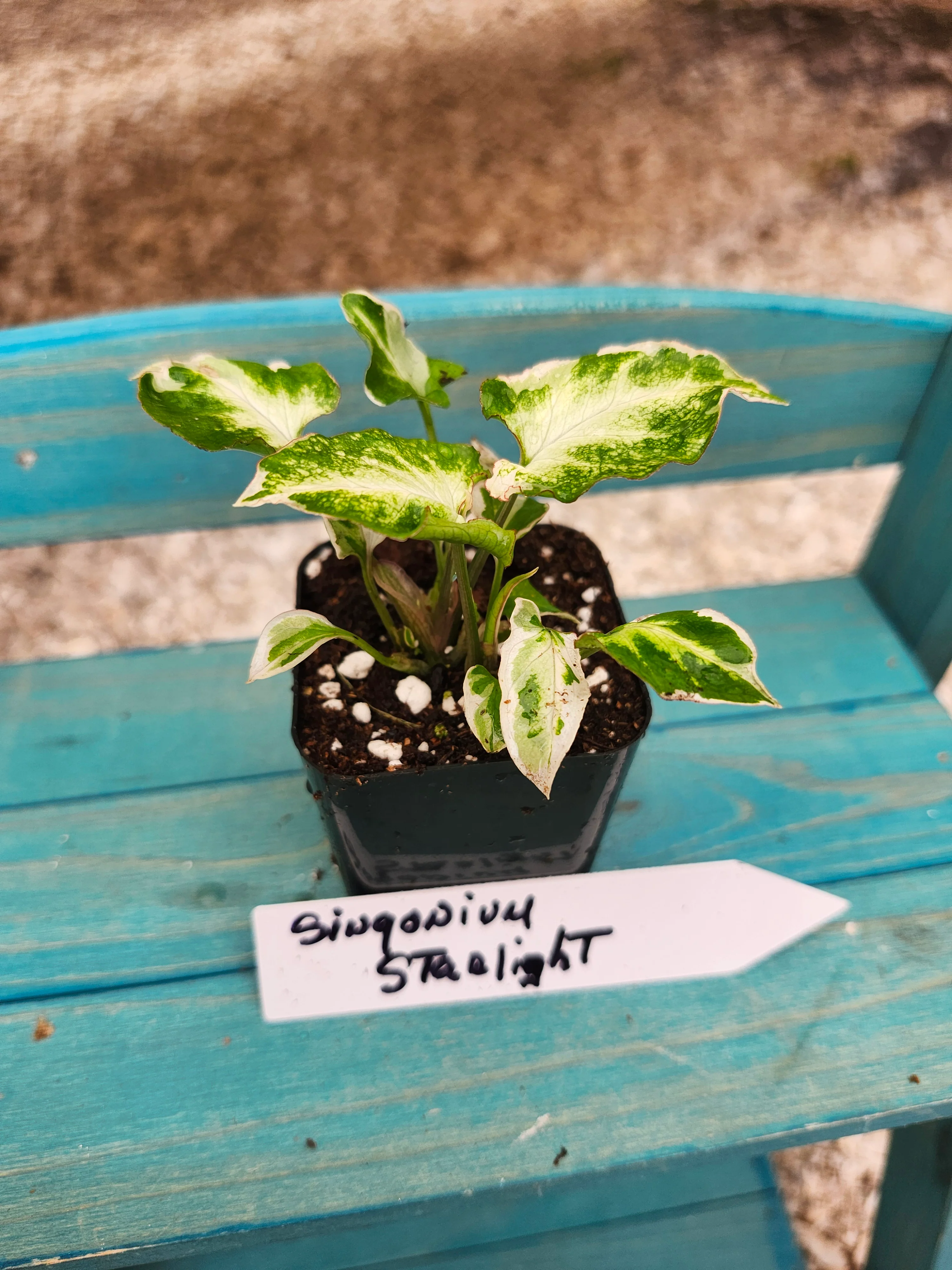 Syngonium Starlight