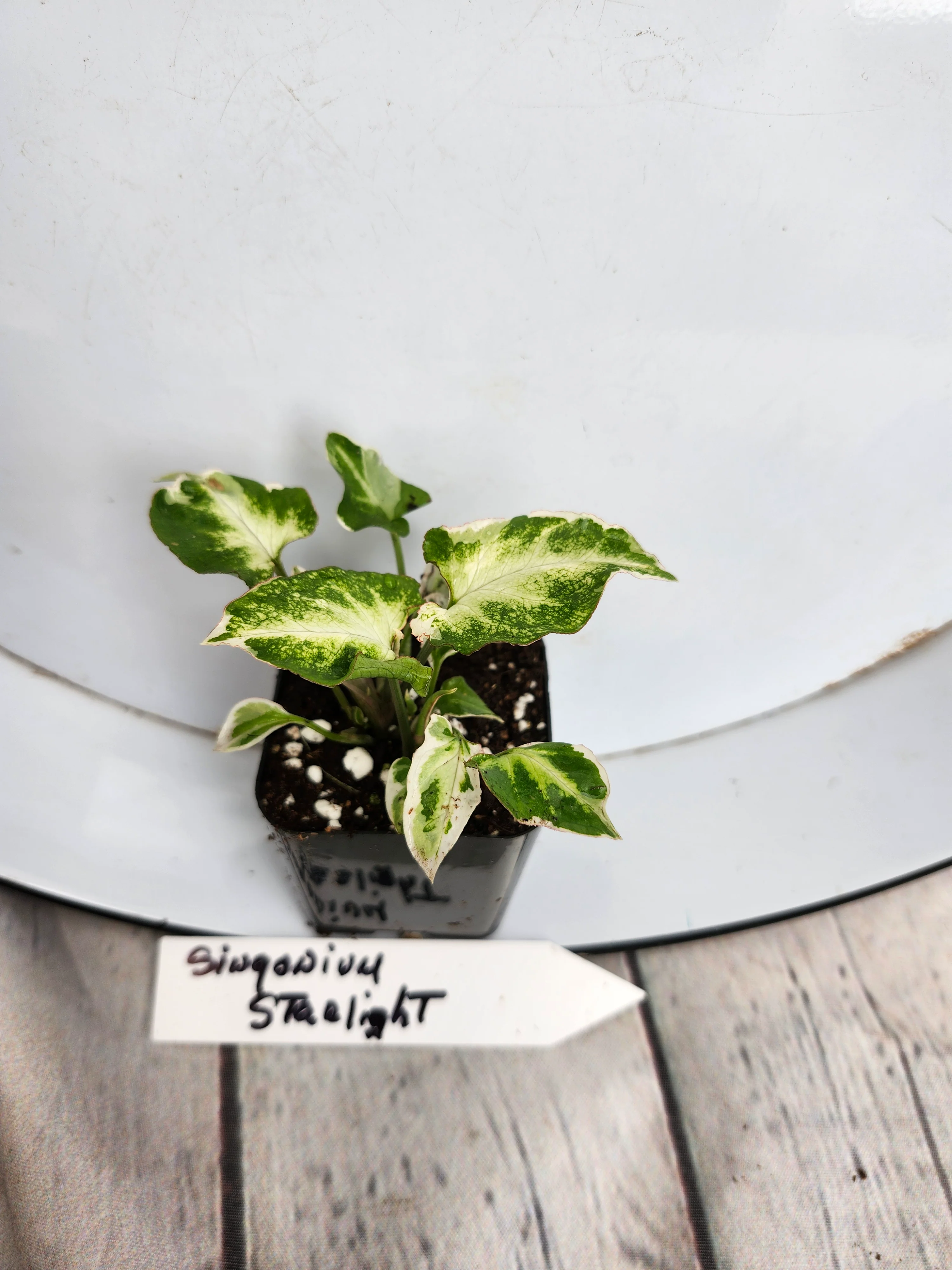 Syngonium Starlight - Image 3