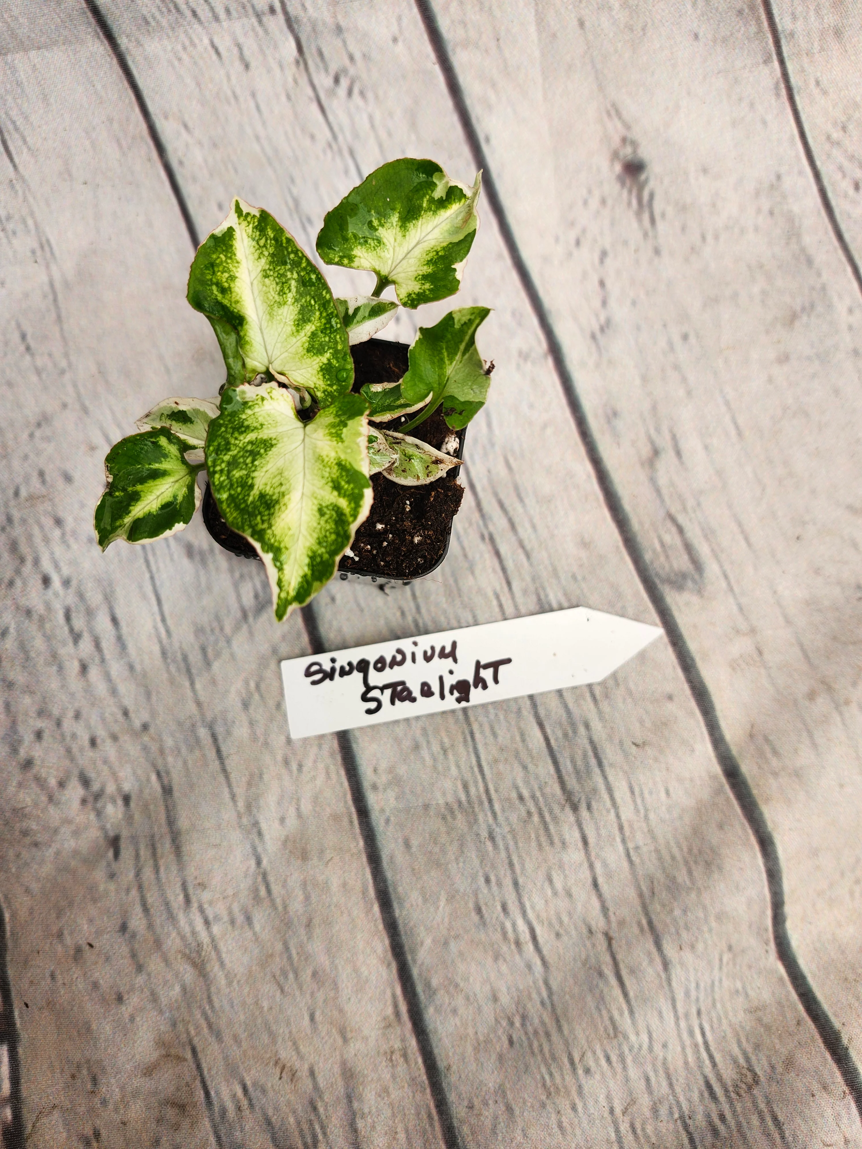 Syngonium Starlight - Image 5