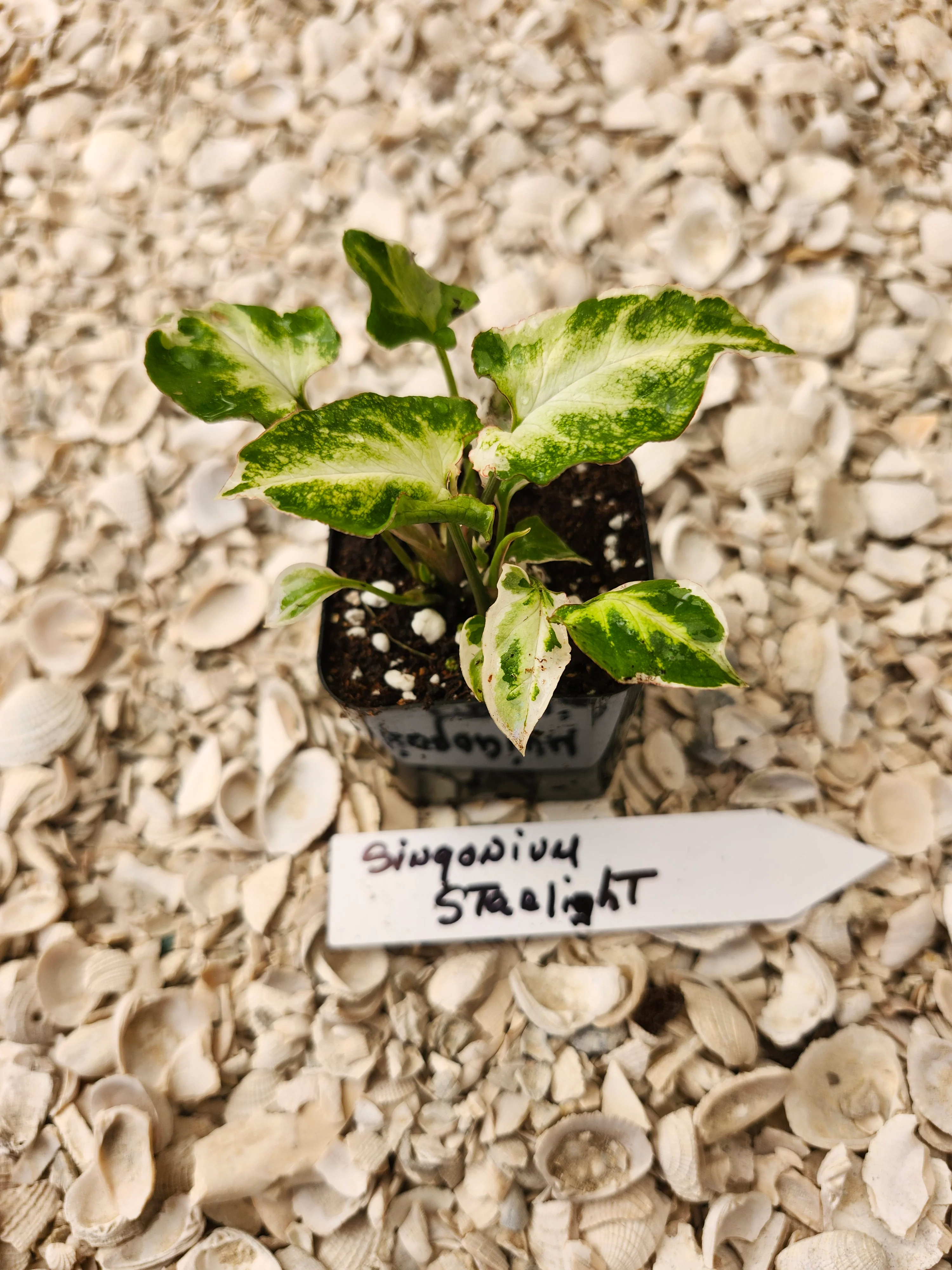 Syngonium Starlight - Image 7